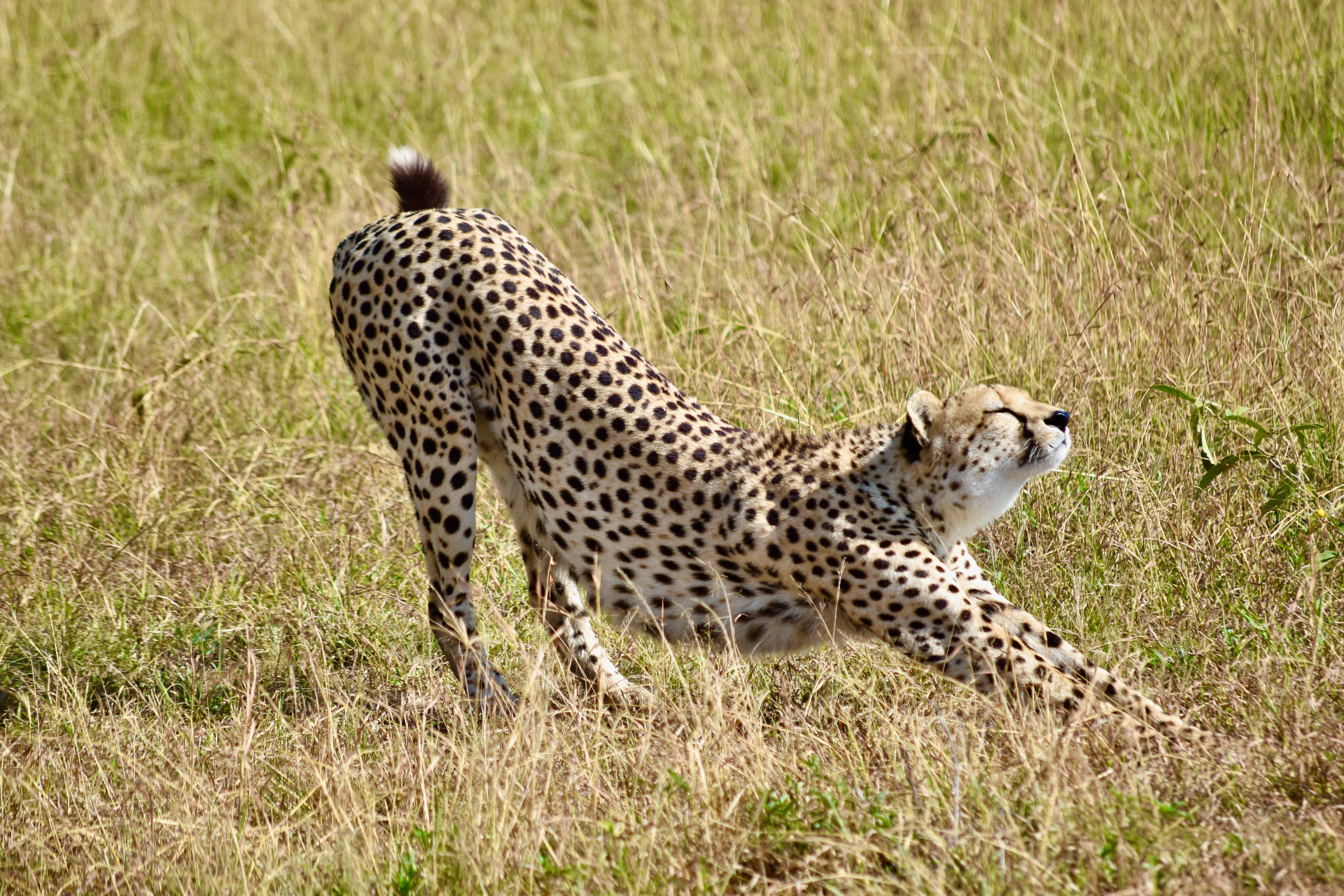 Очень много крупных и быстрых животных. Южноафриканский гепард. Гепард меланист. Степной гепард. Гепард в саванне.
