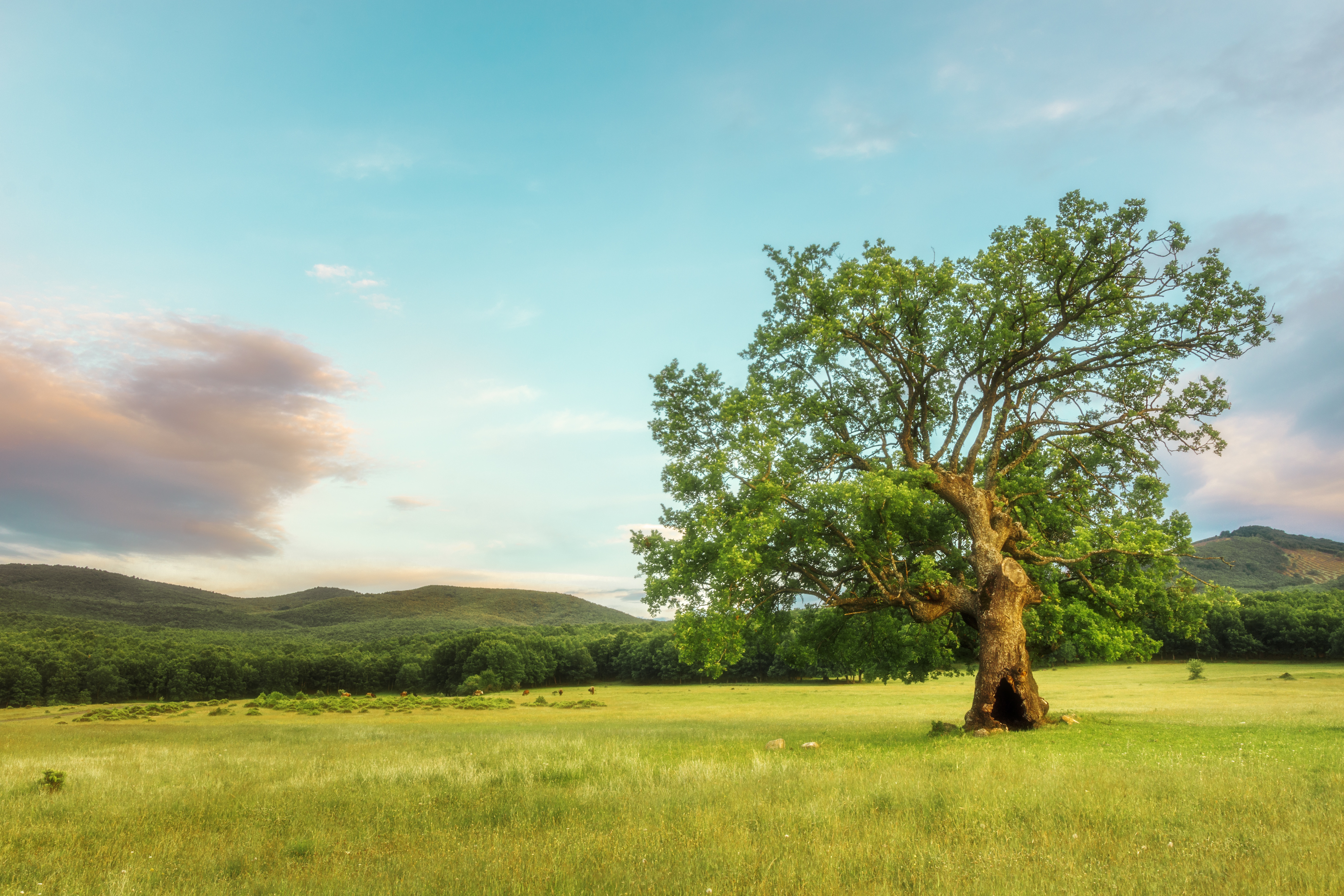 Картинки природа деревья. Дуб Вардана Мамиконяна. Таворский дуб. Дерево в поле. Одинокое дерево.