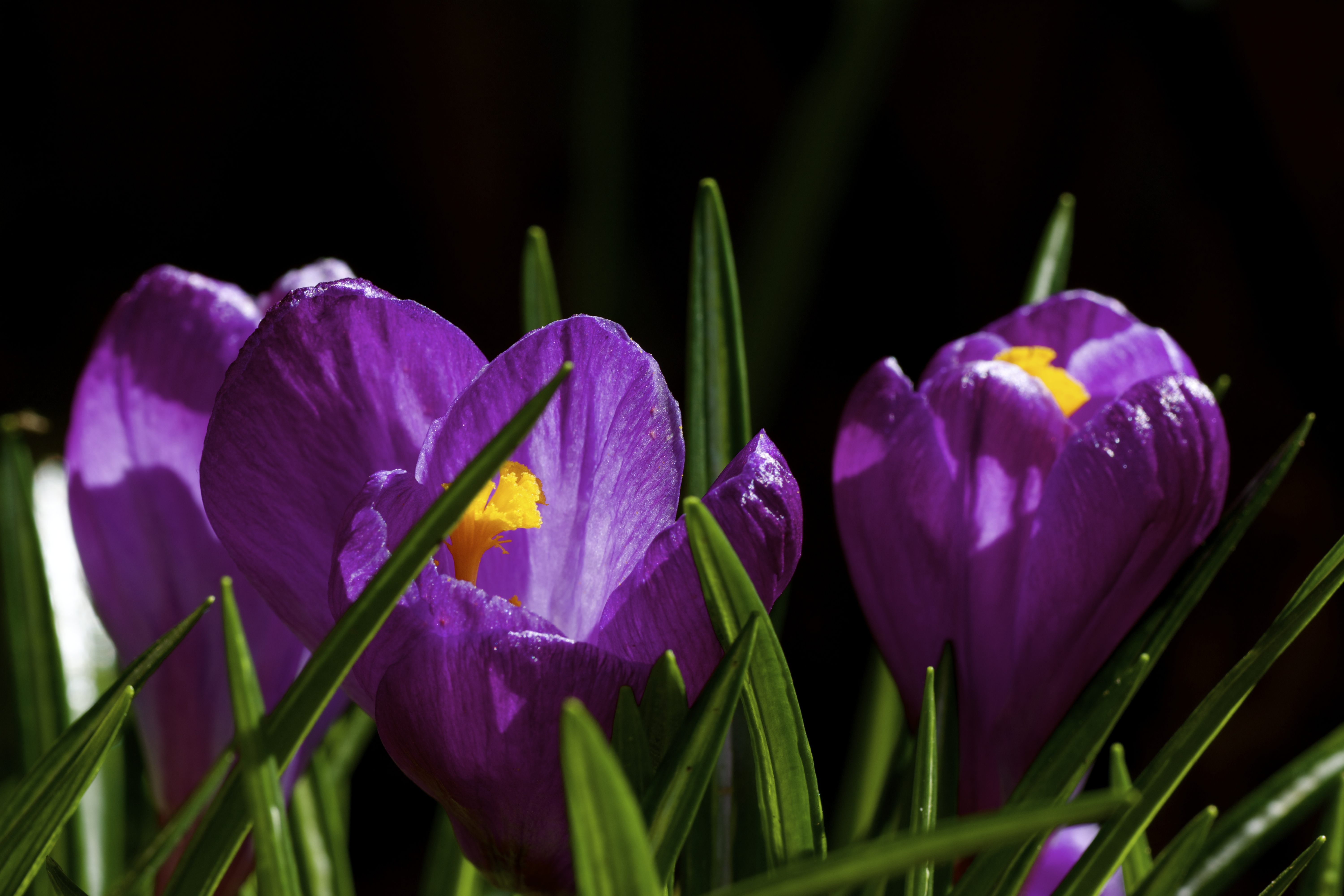 Крокус на черном фоне. Первоцветы крокусы. Крокус цветок. Крокус весенний фиолетовый. Весенние цветы крокусы.