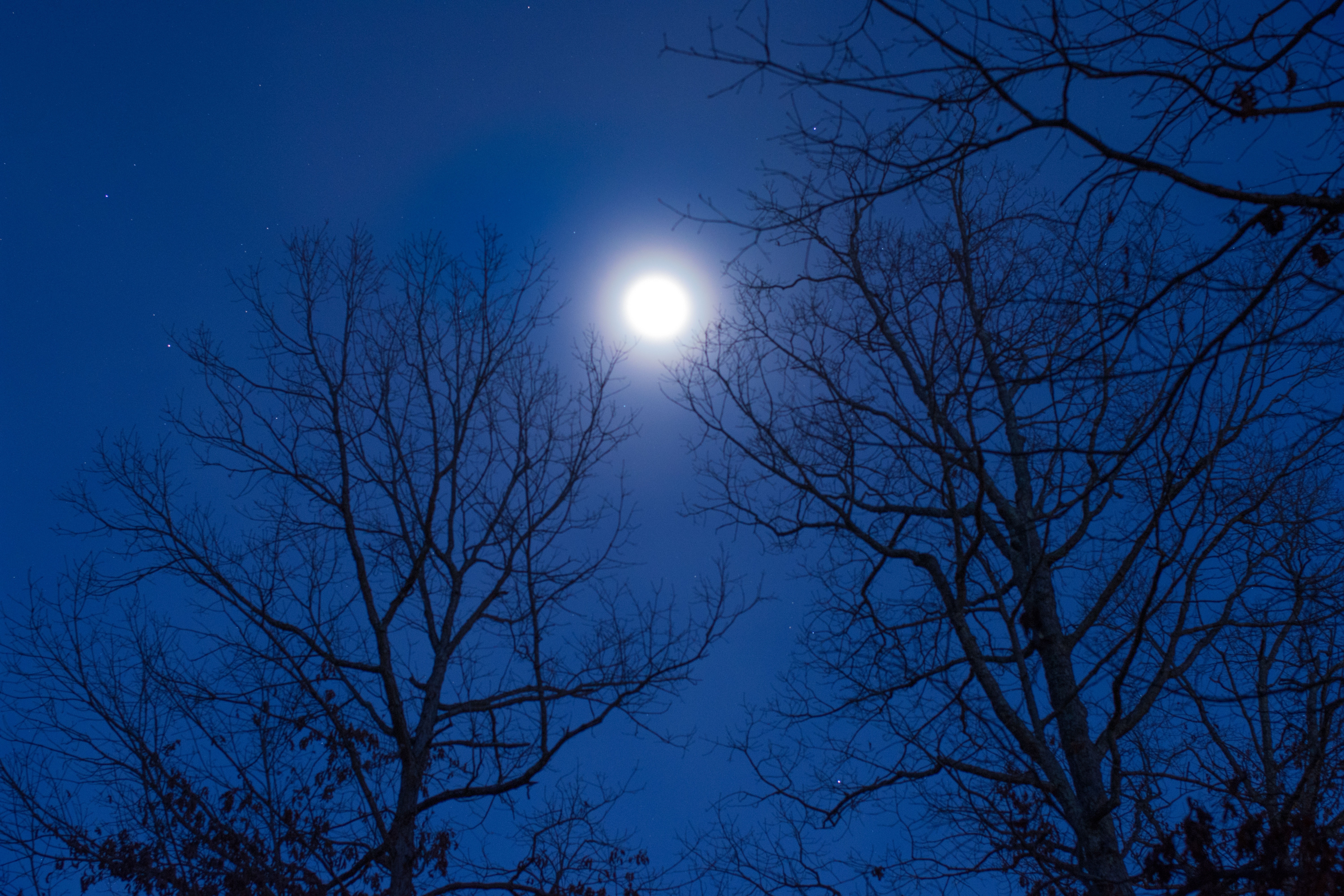Восходящая луна в марте. Весеннее полнолуние. Ночь Луна дерево. Звезды над деревьями. Луна весной.
