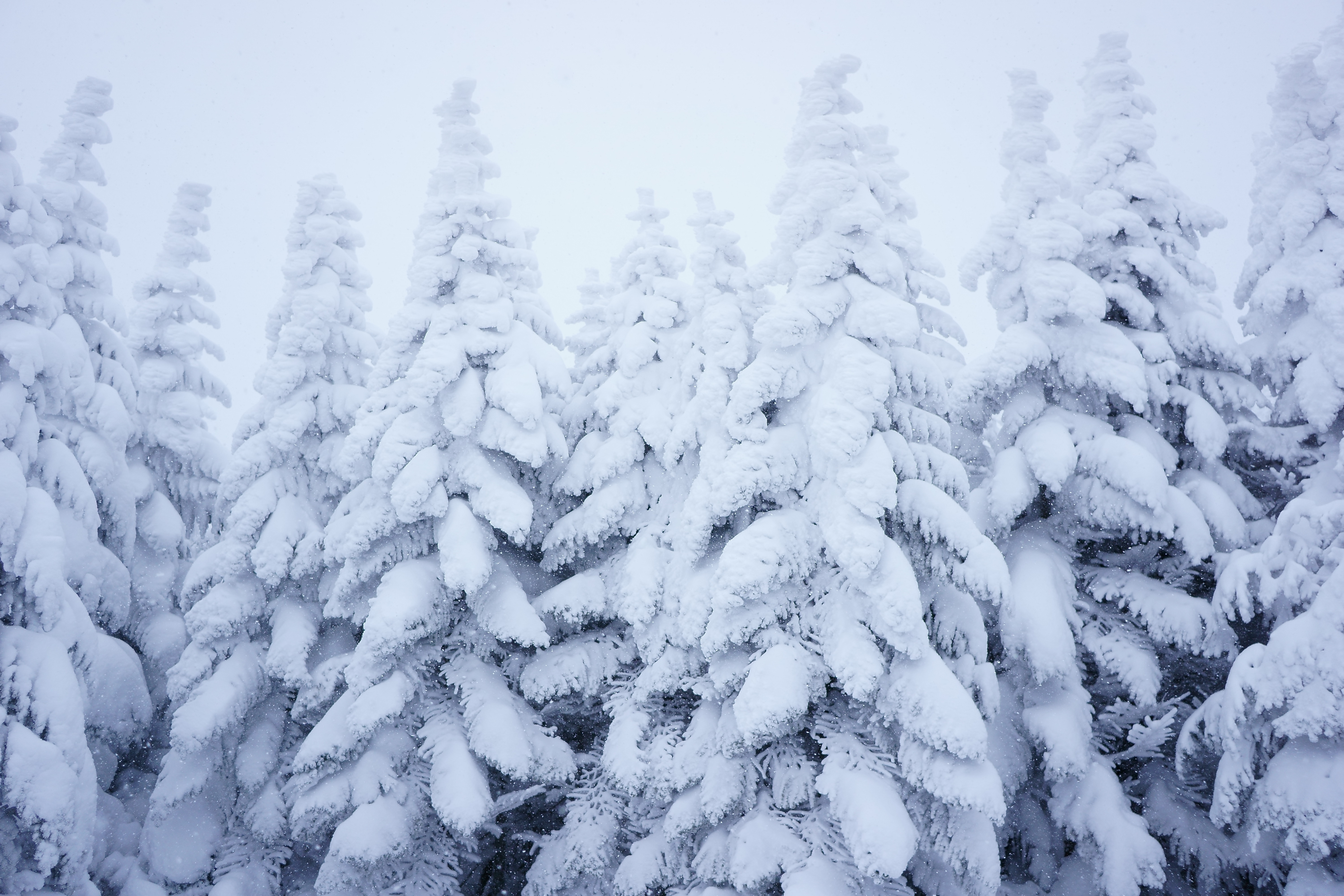 Елочки под снегом. Елка в снегу. Ель в снегу. Зима снег. Зимний лес.