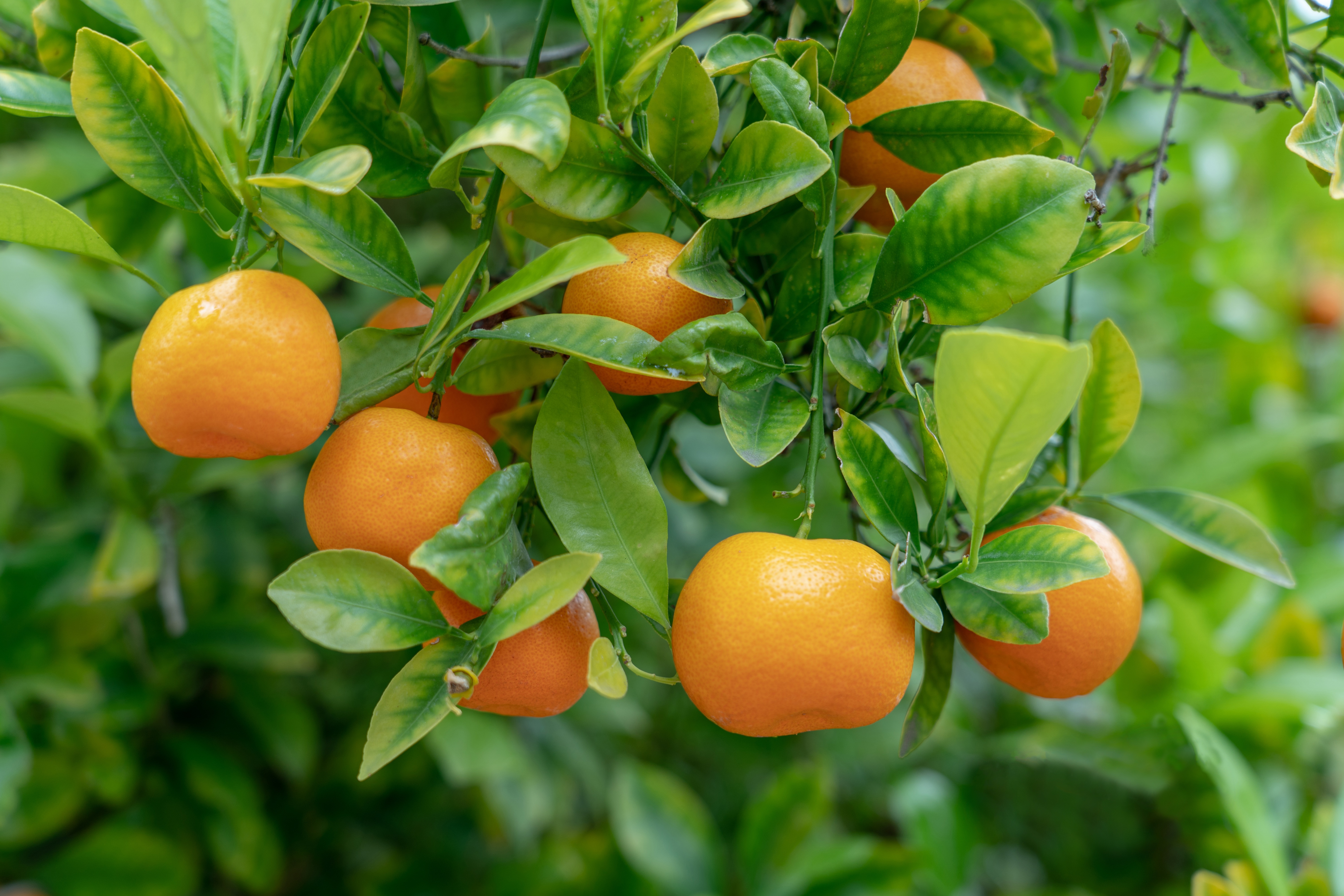 На дереве висят мандарины. Апельсиновое дерево. Апельсиновое дерево с плодами. Листья апельсинового дерева. Мандарин дерево.