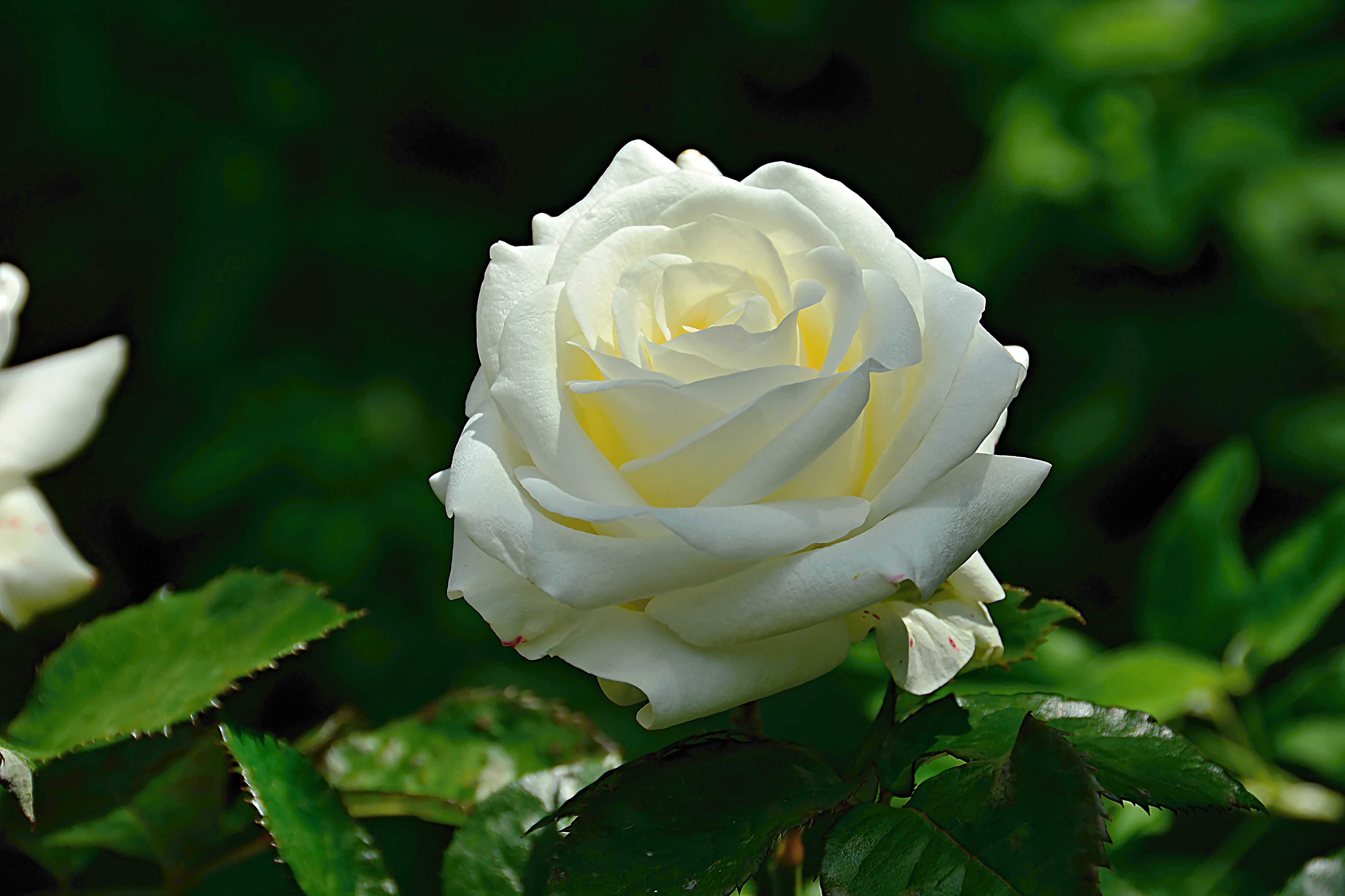 Розы бел восточная