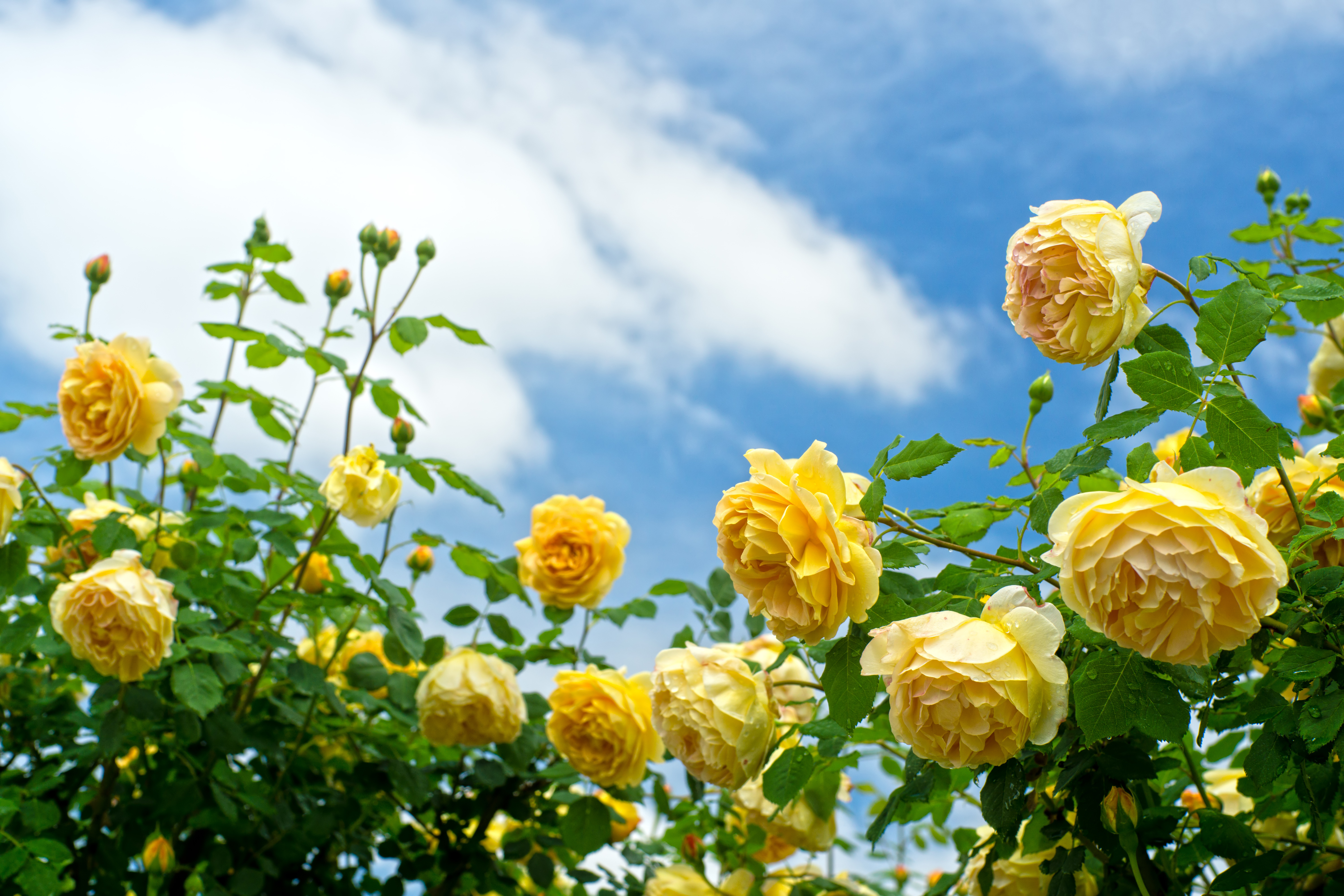 Лето цветы розы. Еллоу Роуз. Желтые розы куст.