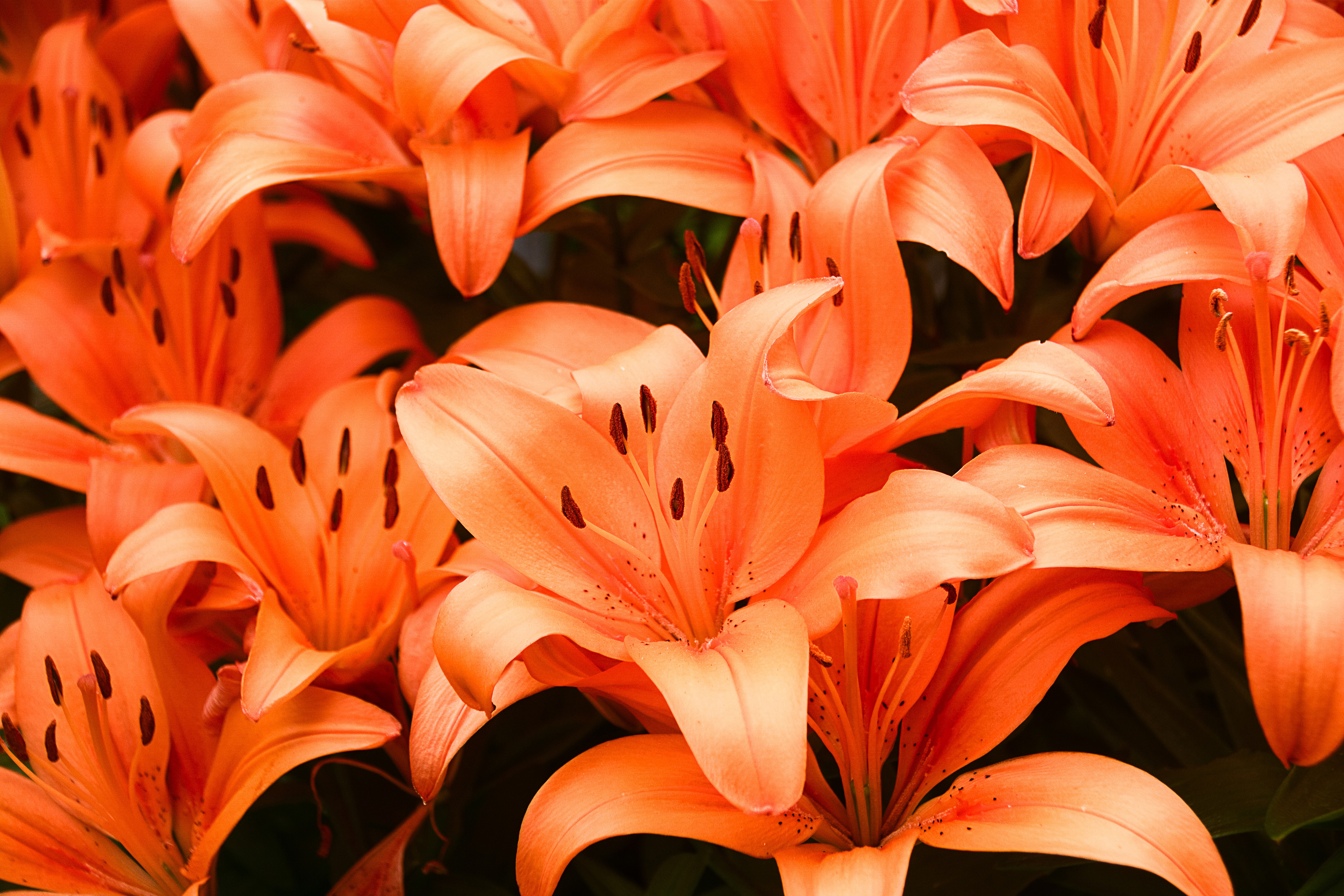 Лилия цветы оранжевые. Оранжевые лилии. Рыжие лилии. Оранжевые лилии на клумбе. Лилии оранжевые много.
