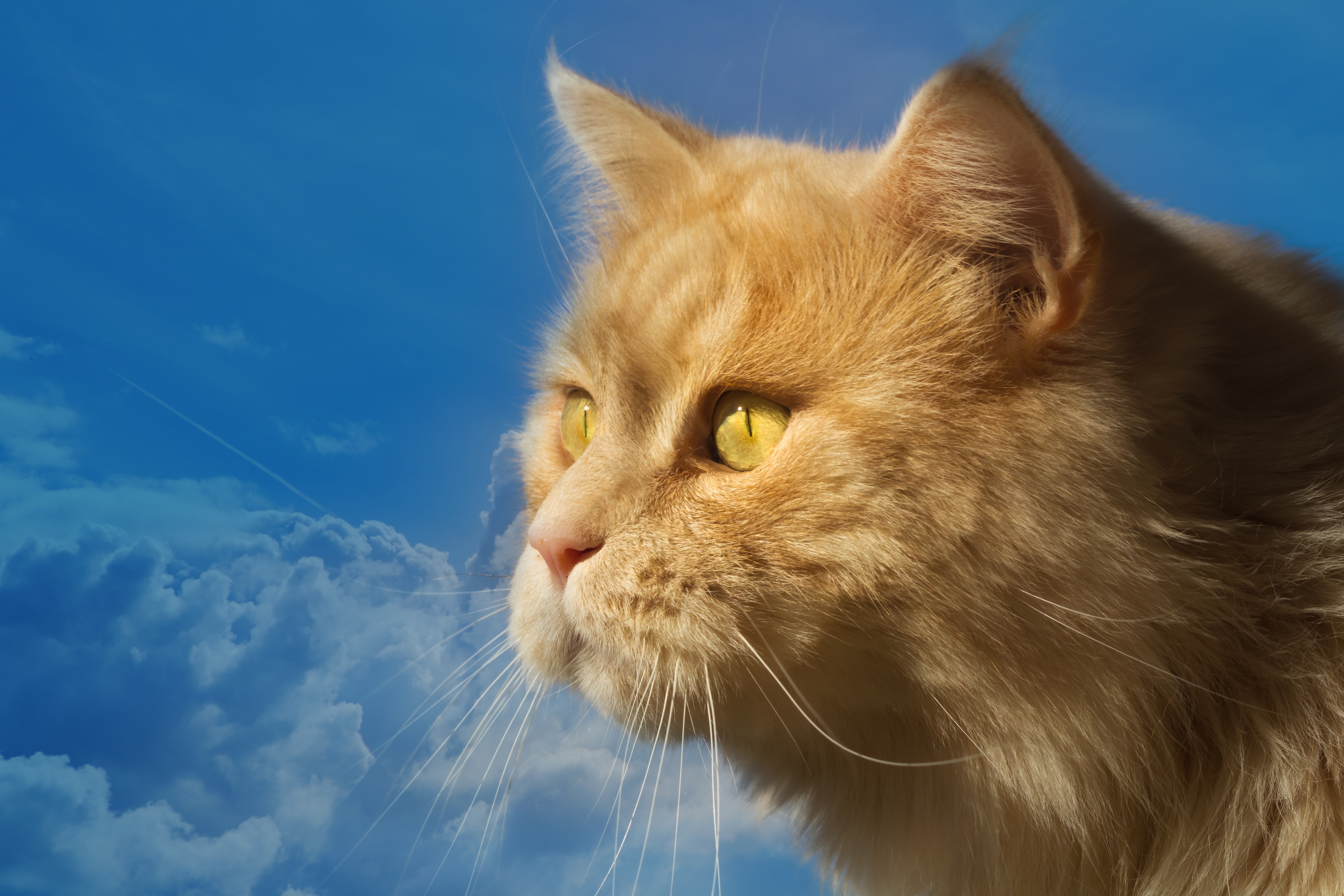 Включи подборку на сегодня. Коты. Рыжая кошка. Котик на фоне неба.