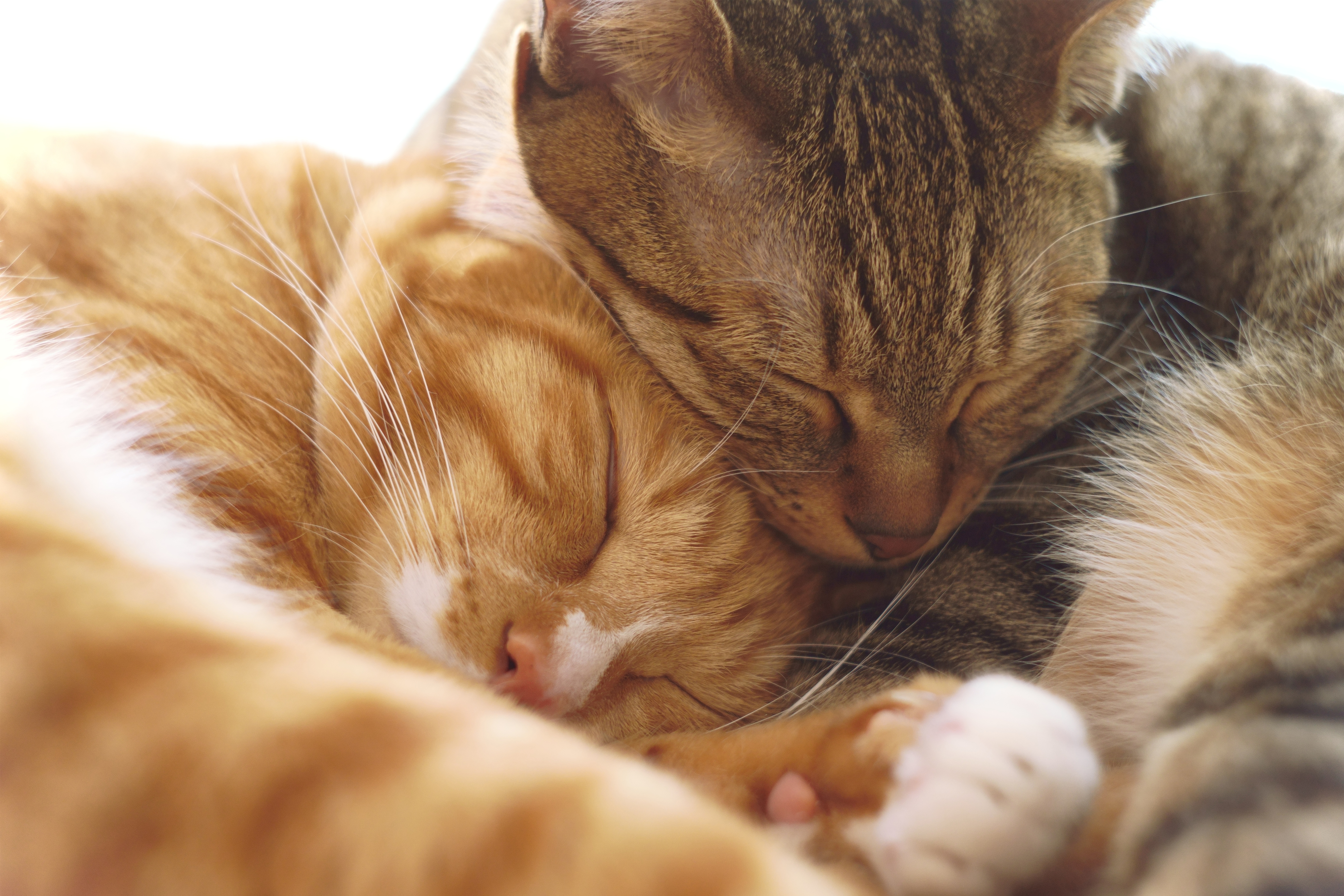 Рыжая кошка во сне. Красивые обои на рабочий стол кот и кошка вдвоем. Парные обои котята настоящие. Кошка греет шею. К чему снятся коты во сне мужчине