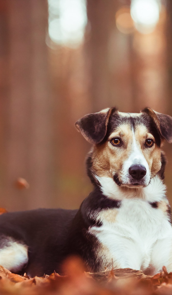 осень, взгляд, друг, собака