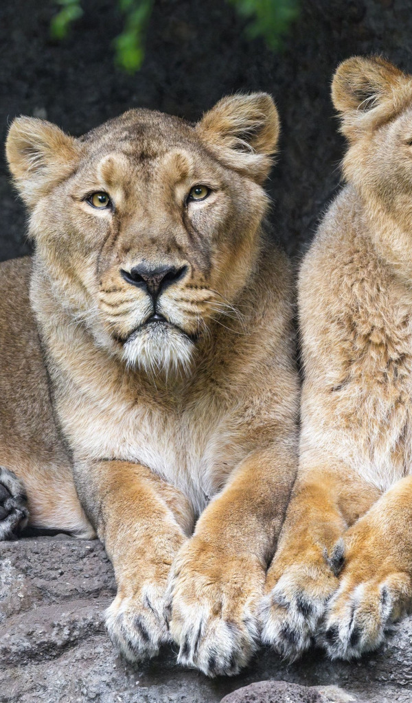 animal, Lions, big cats, lionesses