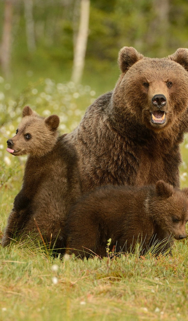 Фотографии 3 медведей. Медведь. Медведица с медвежатами. Медведь с медвежонком. Три медвежонка.