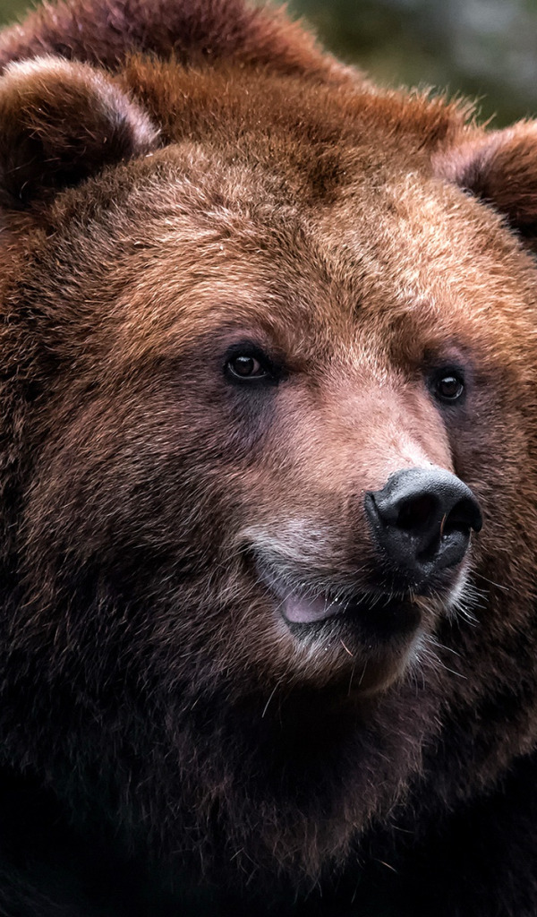 Какой нос у медведя. Медведь Гризли. Морда медведя. Бурый медведь морда. Взгляд медведя.
