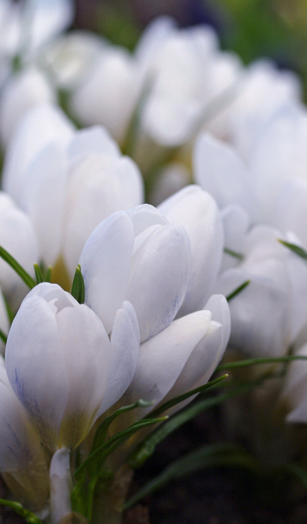 Акция памяти белый крокус. Крокусы Шафран белые. Крокус цветок белый. Крокус весенний белый. Крокус белый цветок первоцвет.