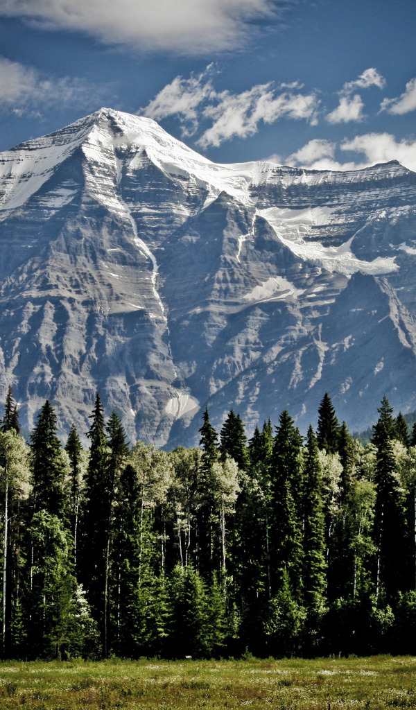 лес, трава, облака, деревья, горы, скалы, поляна