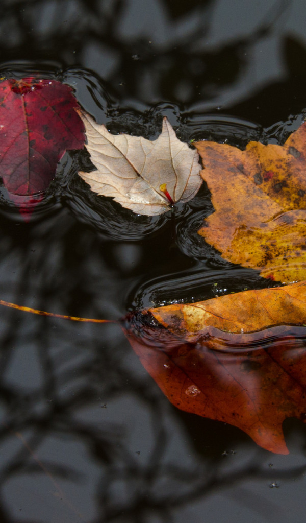 Попав в листья вода с поверхности. Осень лужи листья. Осенние листья на воде. Опавшие осенние листья. Листья в воде осень.