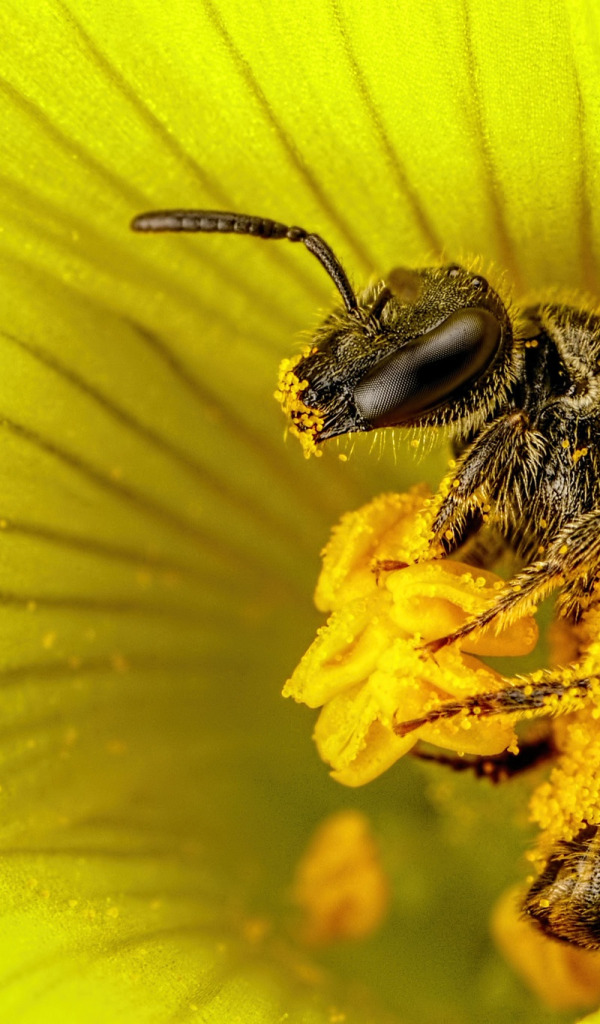 Черная пыльца. Пчела с пыльцой. Желтая пчела. Пчела собирает пыльцу. Пчела макро.
