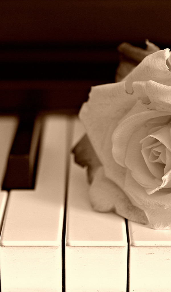 Белые цветы музыка. Музыкальный цветок. Фортепиано и цветы. Белые розы на рояле.