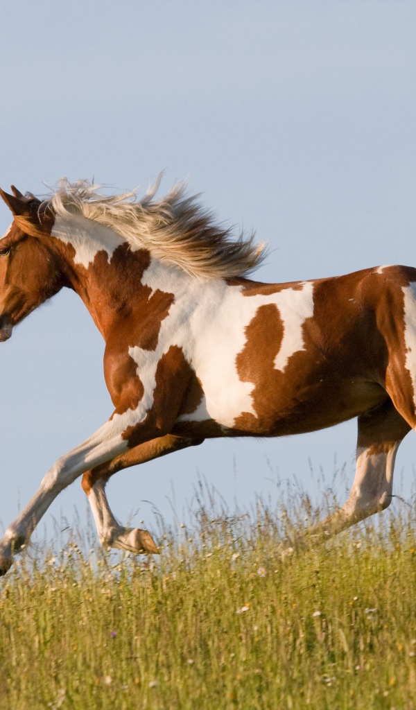 Сколько бежит лошадь. Лошадь бежит. Бегущая лошадь фото. Бегущие лошади на рассвете. Лошадиный бег.