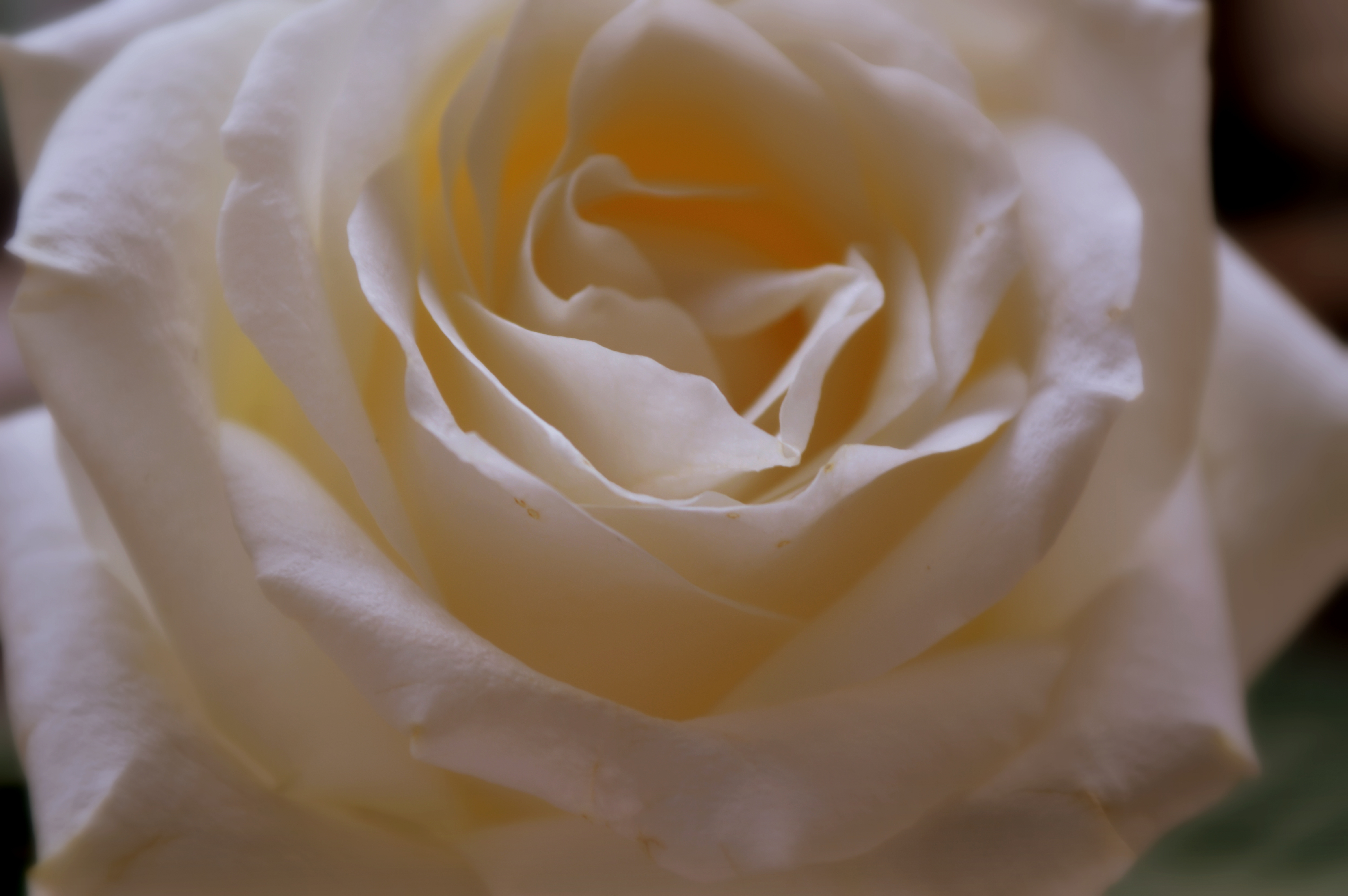 Лепестками белых роз. Белые розы. Белые розы обои. Картинки на рабочий стол белые розы. Роза белая с бежевой серединой.