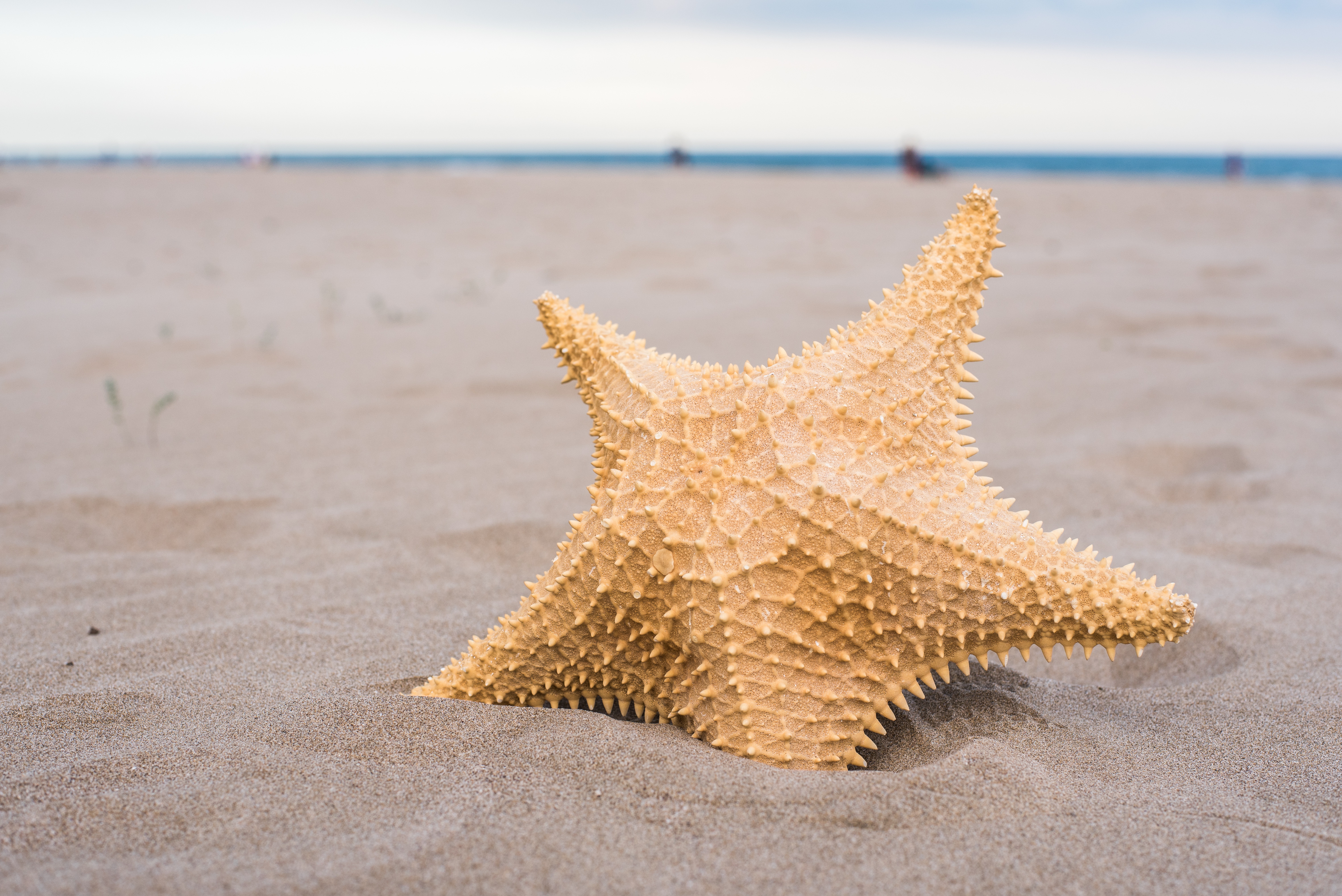 Включи звезда берег. Фото морской звезды на берегу. Морская звезда из песка. Морская звезда на берегу моря фото. Starfish Beach.