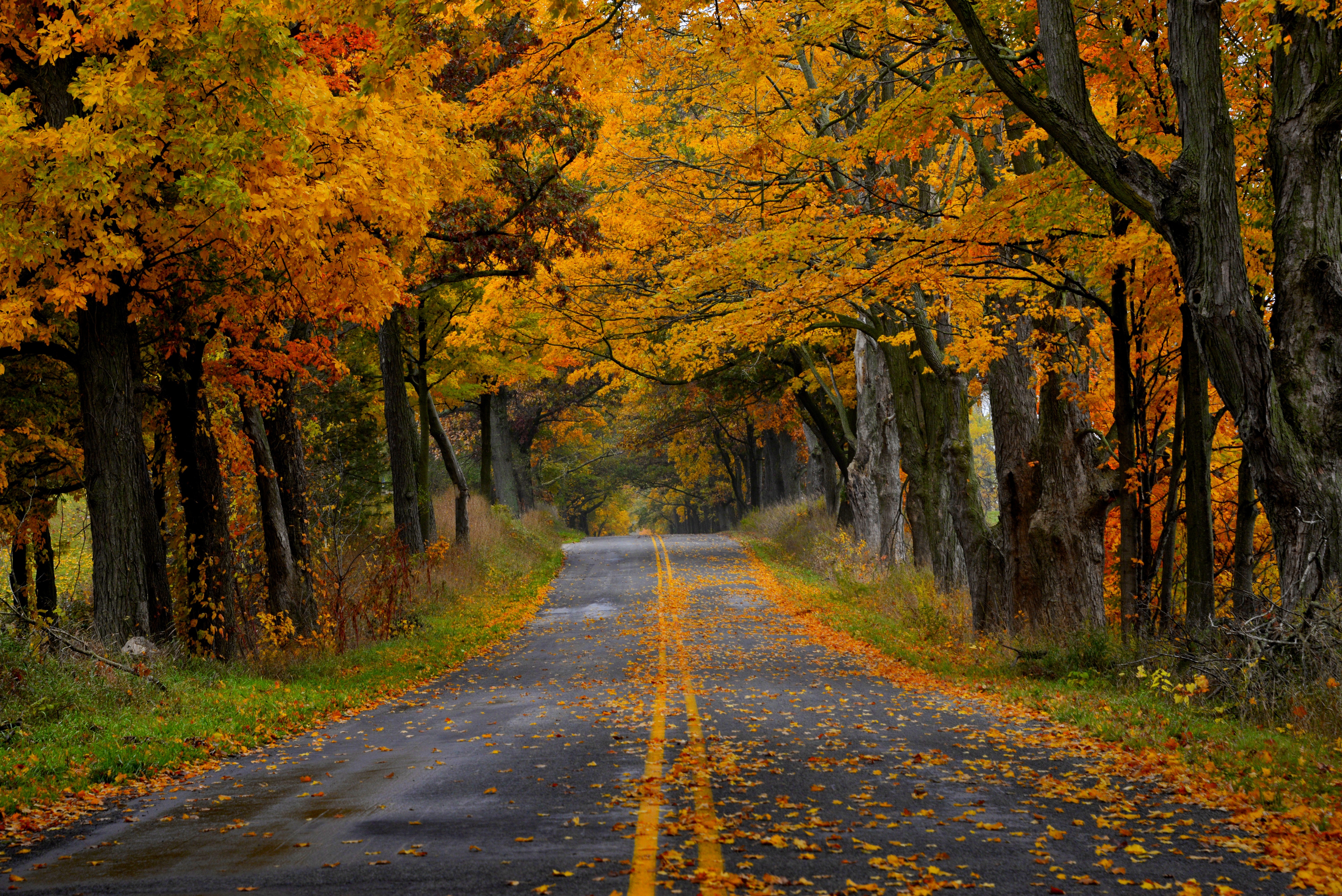 Осенний пейзаж. Осенняя дорога. Осенний лес. Осенний парк. Природа осень.
