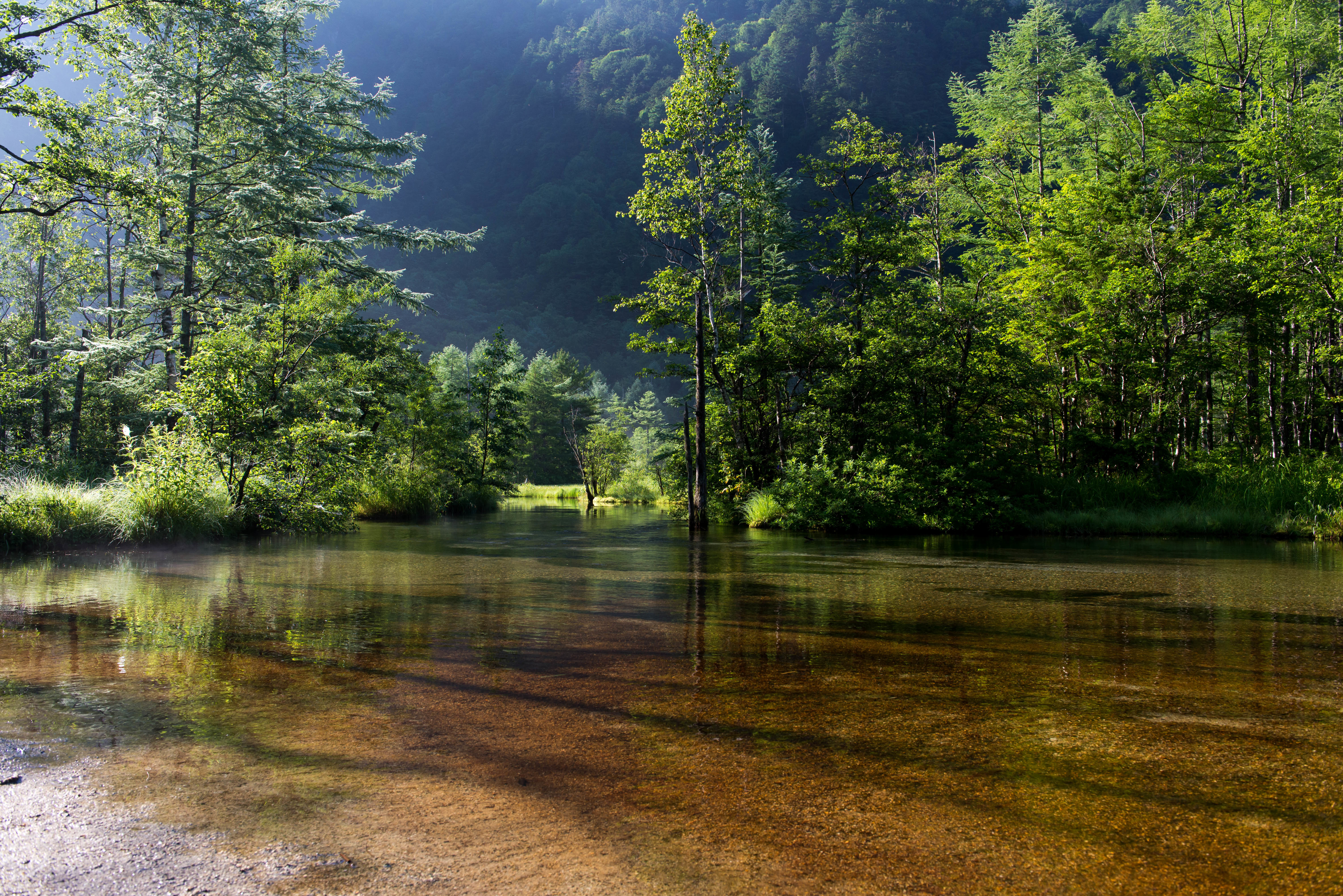 Природа лес вода. Лес вода. Прозрачное Лесное озеро. А У воды и леса. Лето лес озеро.