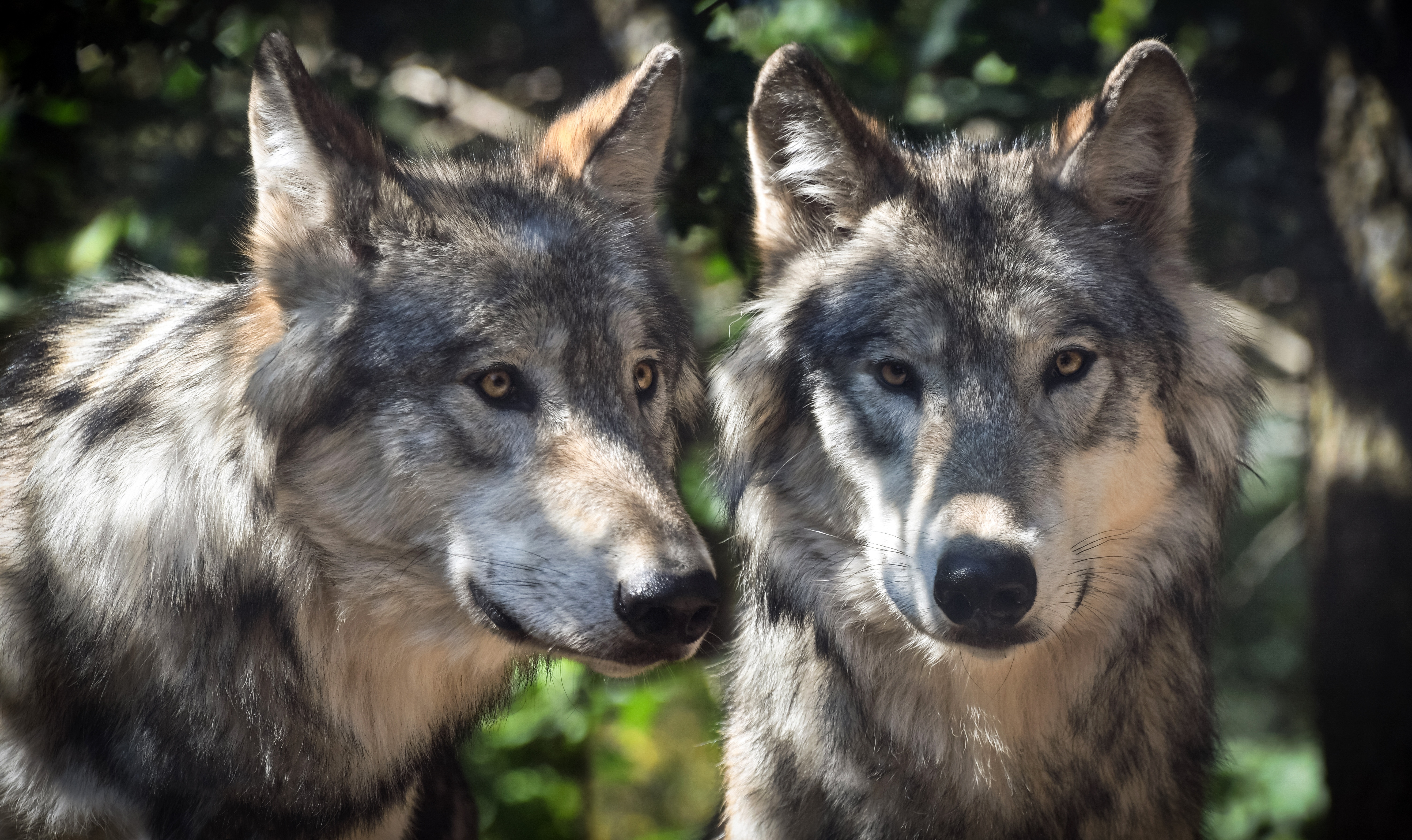 Wolf 2. Волк. Волк фото. Настоящий волк.