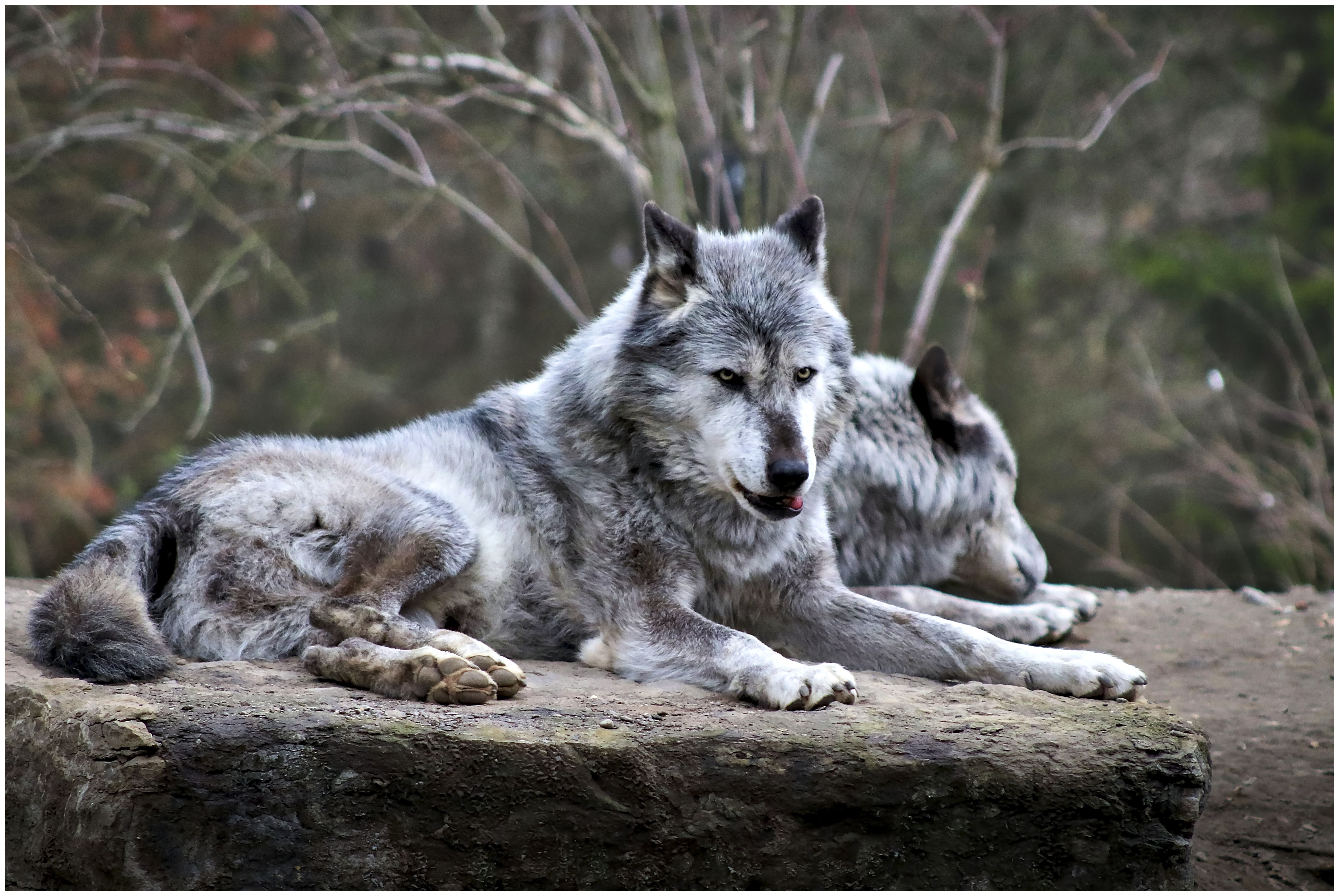 Волк силен и. Волк обыкновенный (canis Lupus). Макензенский волк. Монгольский волк. Волк лежит.