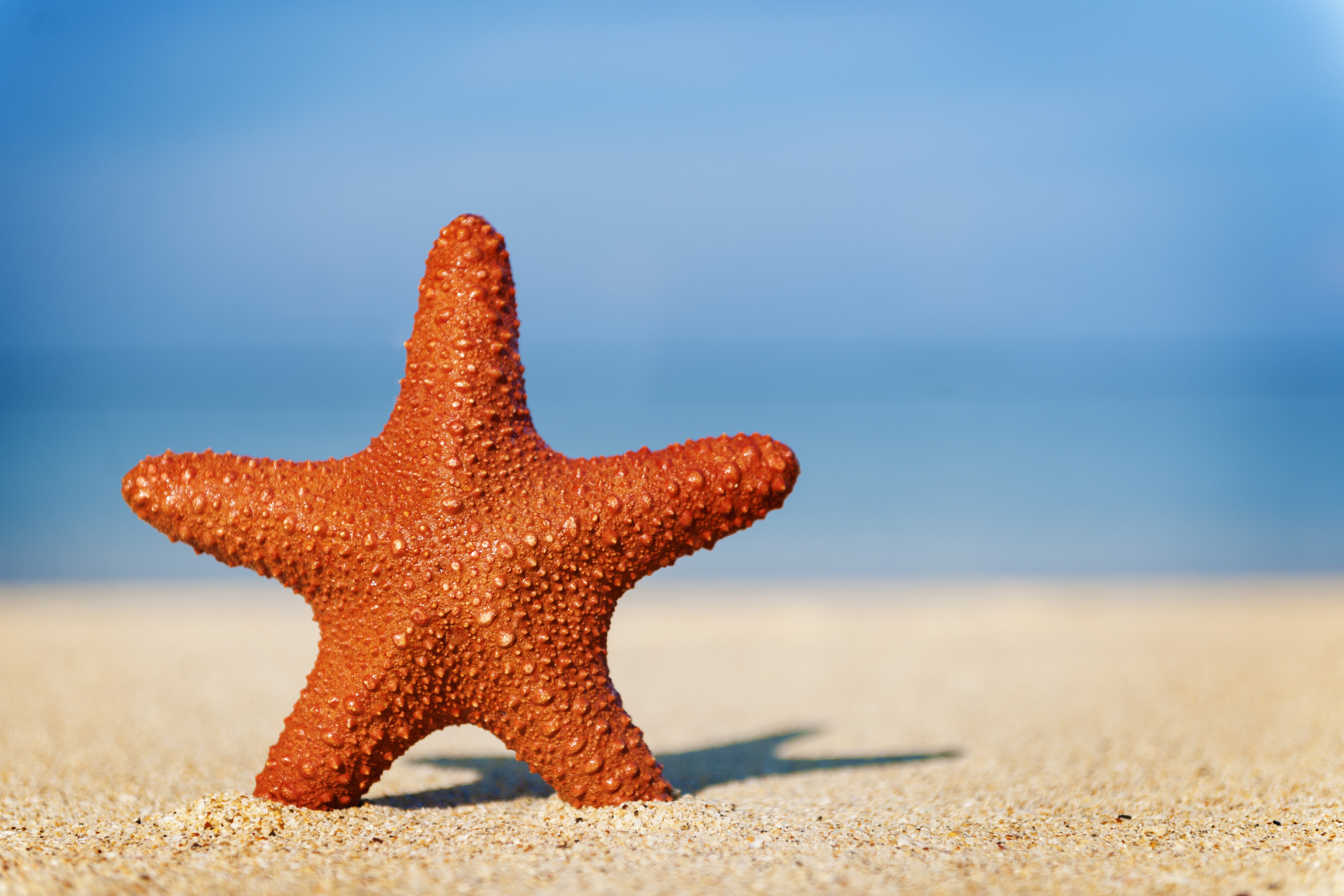 Включи звезда берег. Морская звезда. Морская звезда на берегу моря. Морская звезда на пляже. Морская звезда на фоне моря.
