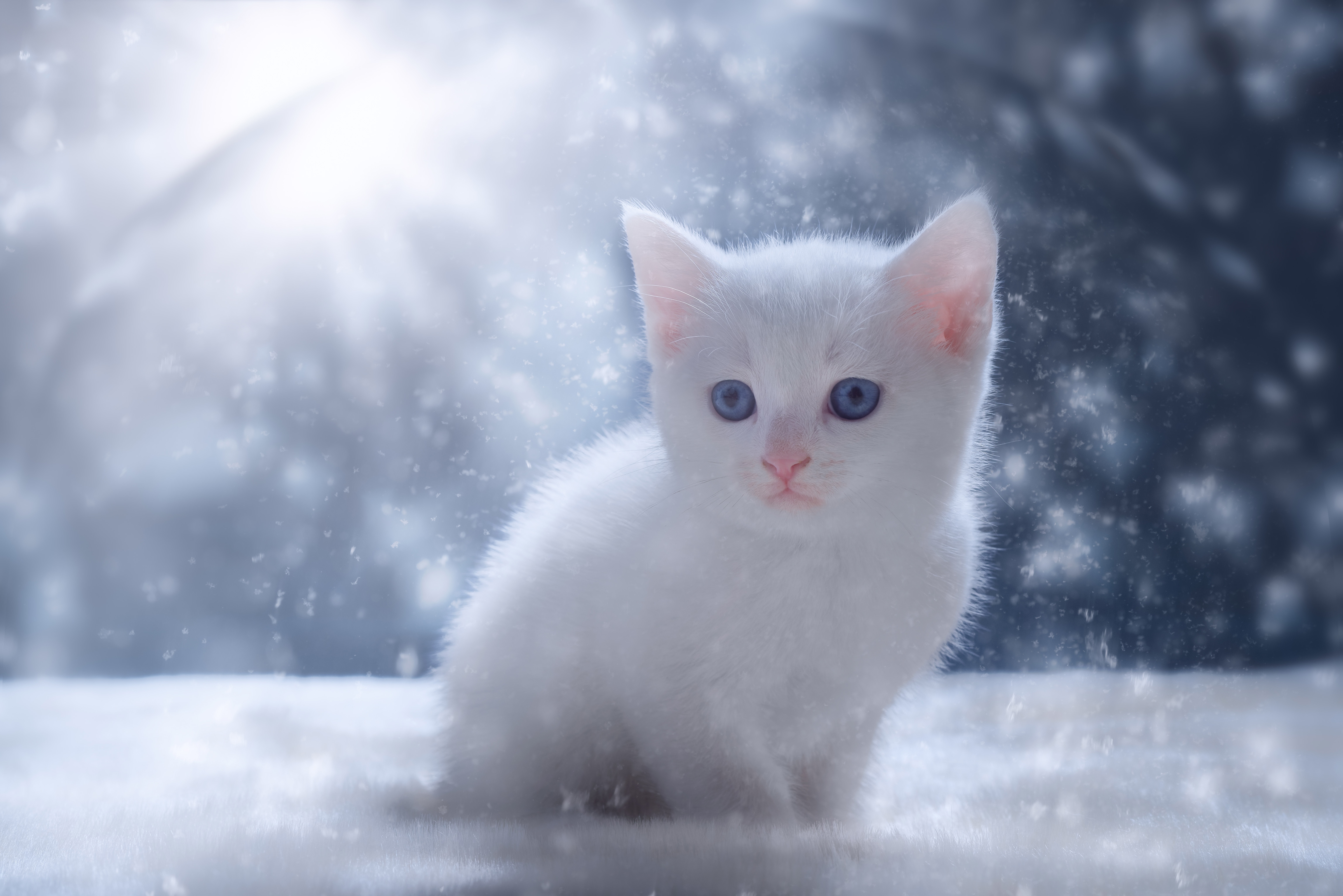 Сугроб с глазами. Котенок в снегу. Кот снежок. Пушистый снег. Снежный кот.