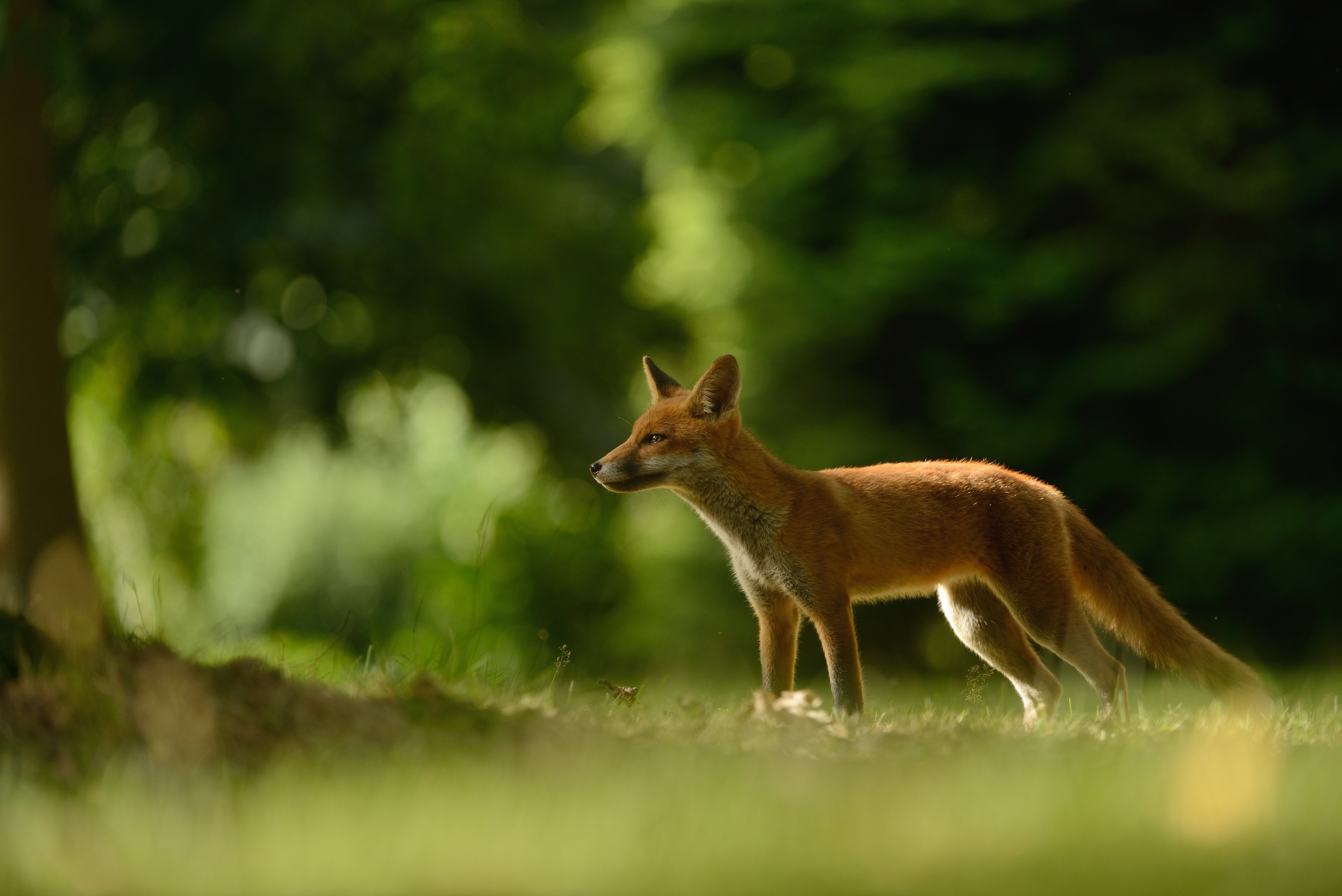 Fox in forest. Лисица. «Лиса в лесу». Лиса Корсак. Корсак фон.