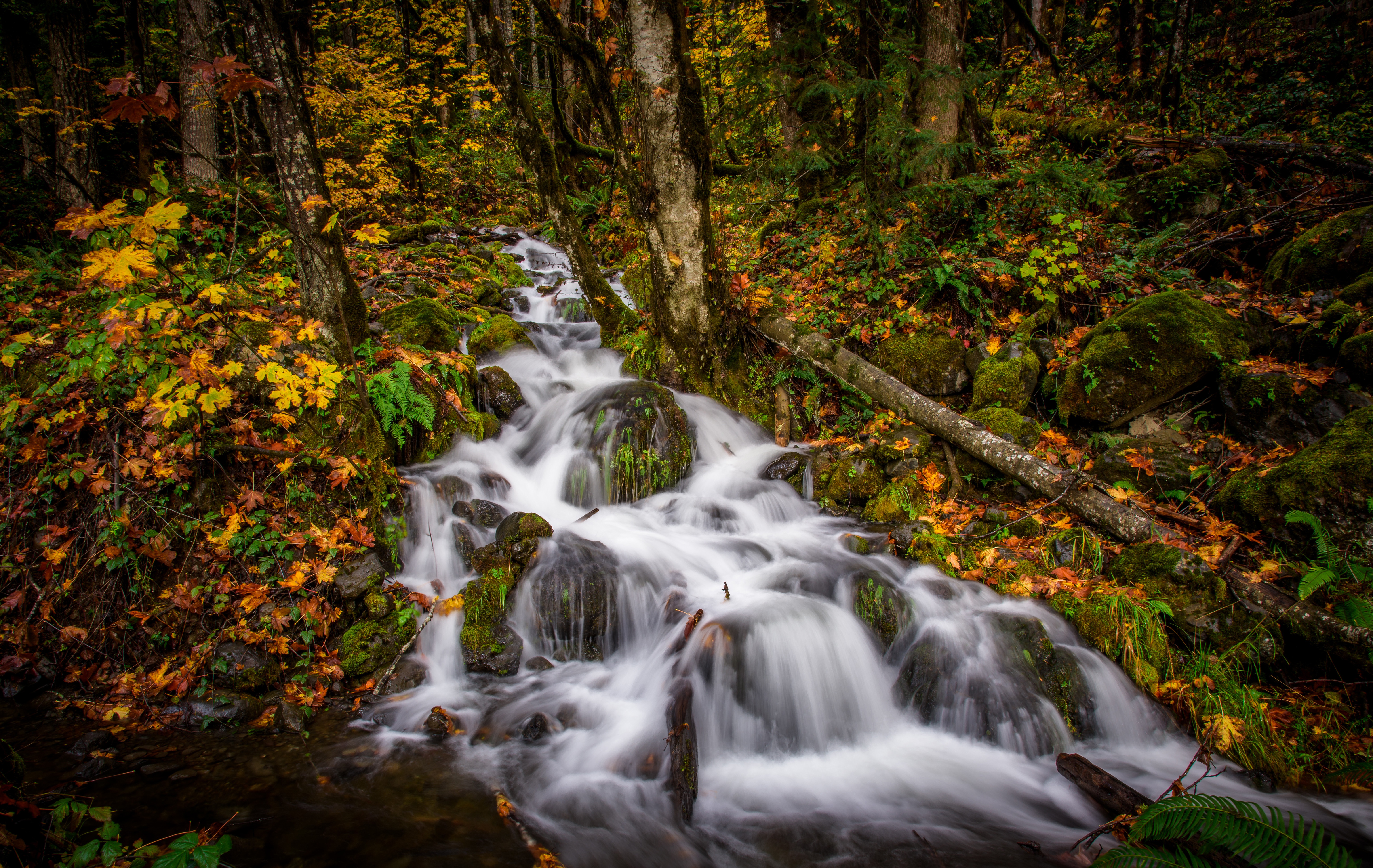 Natural fall. Осень лес ручей. Ручей водопад. Ручьи и каскады. Лес с ручьем.