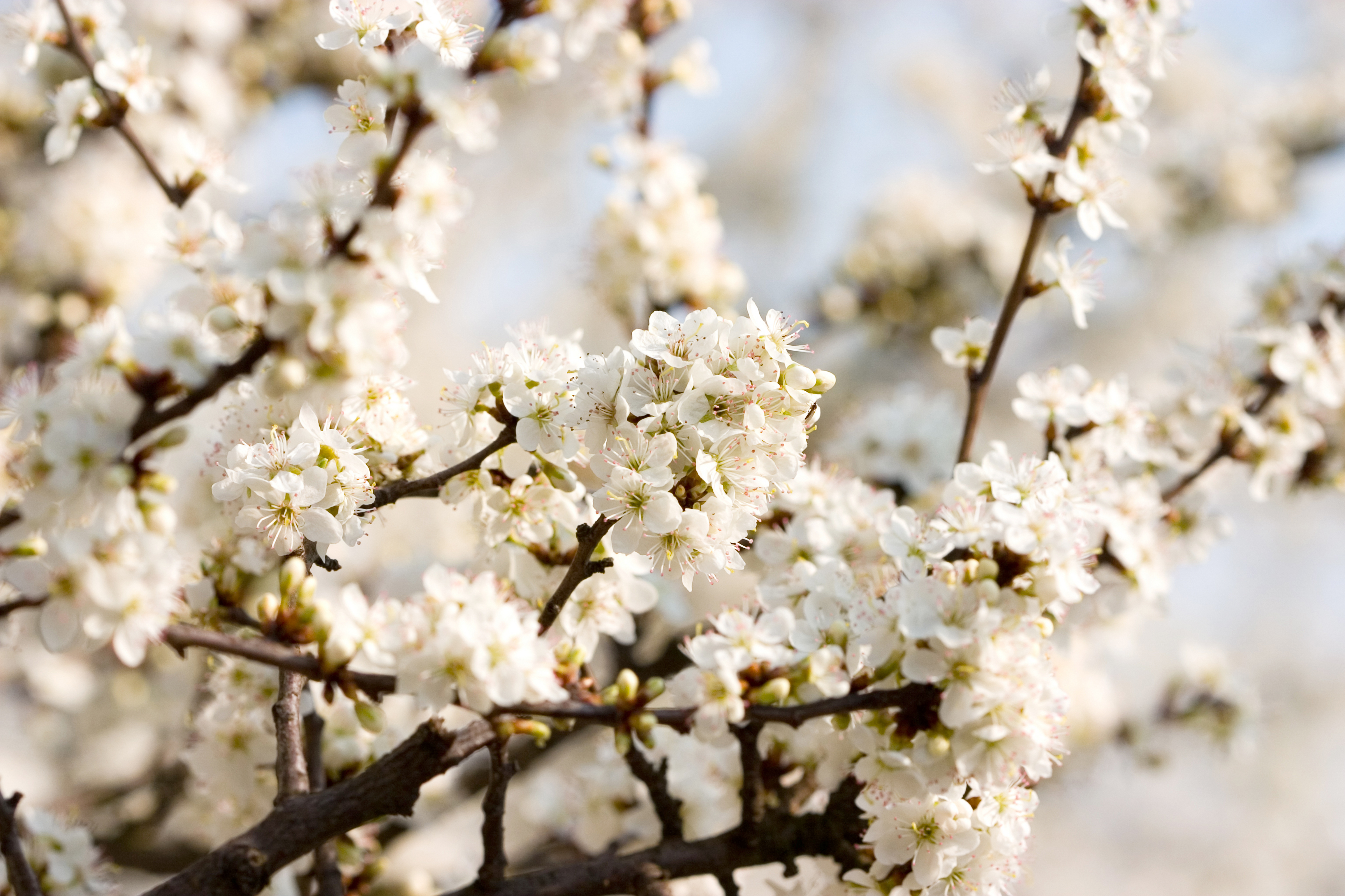 Обои апрель на рабочий стол красивые. Цветущая белая вишня дерево. Вишня дерево цветение. Вишня обыкновенная цветение. Цветущая Весенняя вишня.