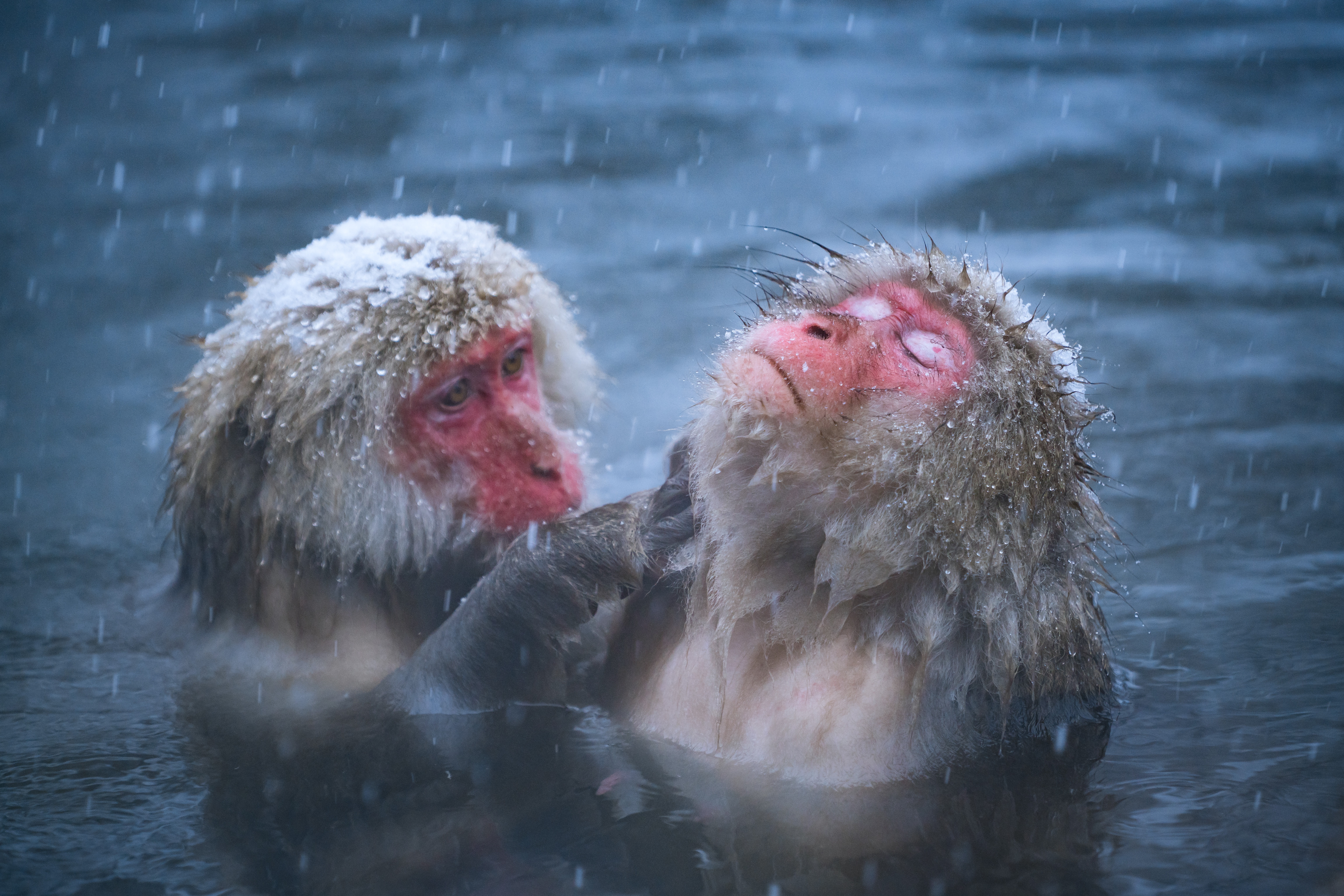 Группа обезьяна купается в теплой. Японский макак. Японские макаки в горячих источниках. Японские макаки и люди. Обезьяна купается.