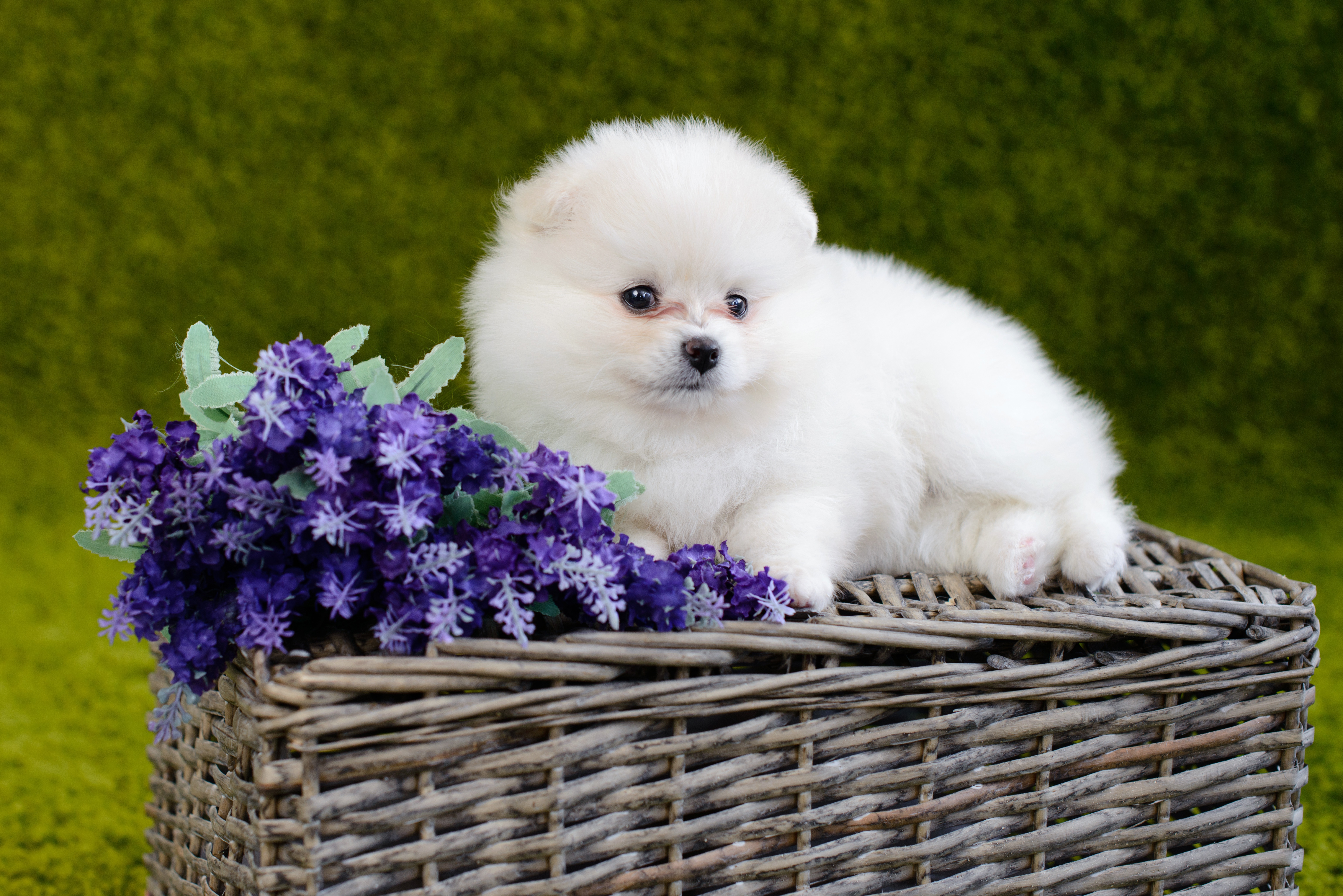 Маленькие пушистые собачки. Померанский шпиц. Померанский шпиц Пуппи. White Pomeranian Puppy. Маленькая белая пушистая собачка.