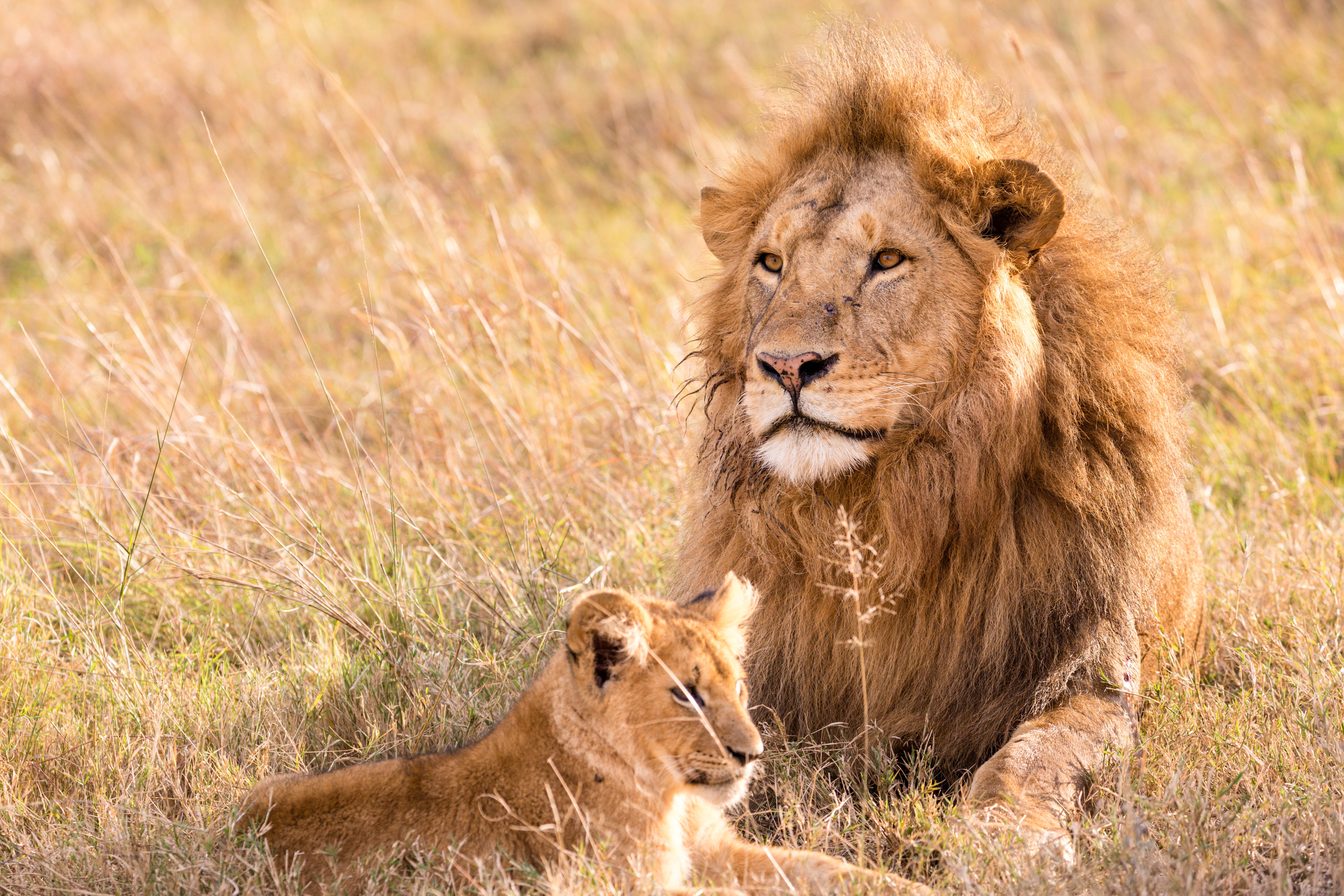 Как понравиться льву. Лев фото. Лев обои. Африканский Лев. 4 Льва.