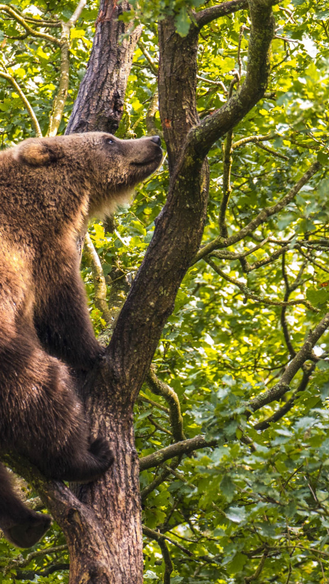 Tree bear