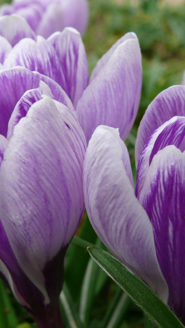 Крокус фулл тг. Крокусы цветы бутоны. Первоцветы крокусы. Бутоны первоцветов. Крупные фиолетовые весенние цветы.