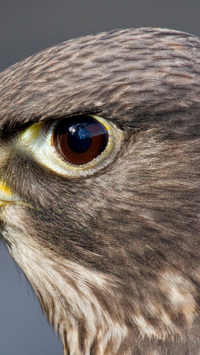 Птичьи глазки. Глаза хищных птиц. Глаз Сокола. Ястребиный глаз. Птичий глаз.