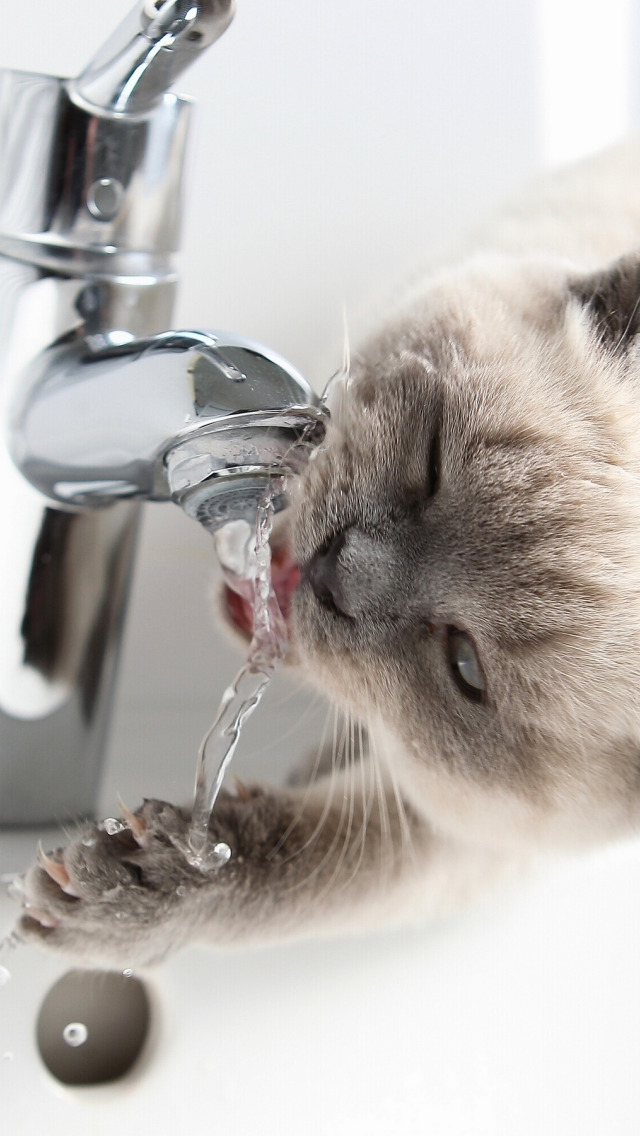 Пьет ли кошка воду. Котик пьет воду. Котик под краном. Кошка в воде. Котики приколы.