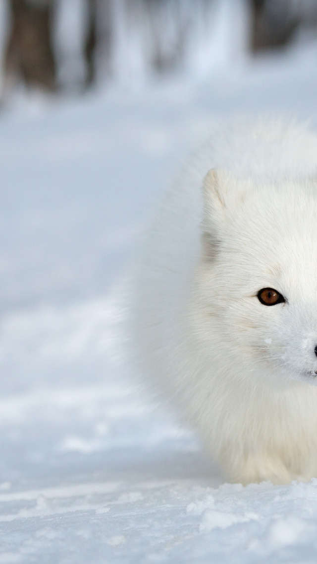 Белый лис пенза. Самые красивые животные. Белая лисица. Белый Лисенок. Лиса картинка.