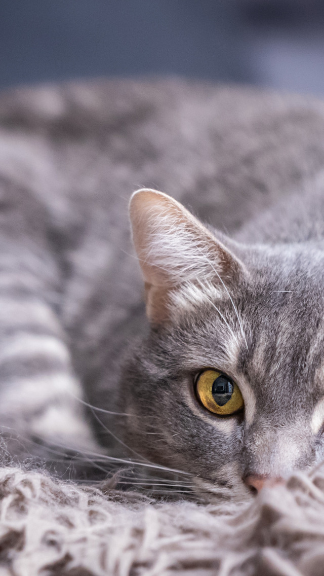 Картинки серых кошек. Анатолийский кот серый. Анатолийская кошка серая. Серый котик. Красивая серая кошка.