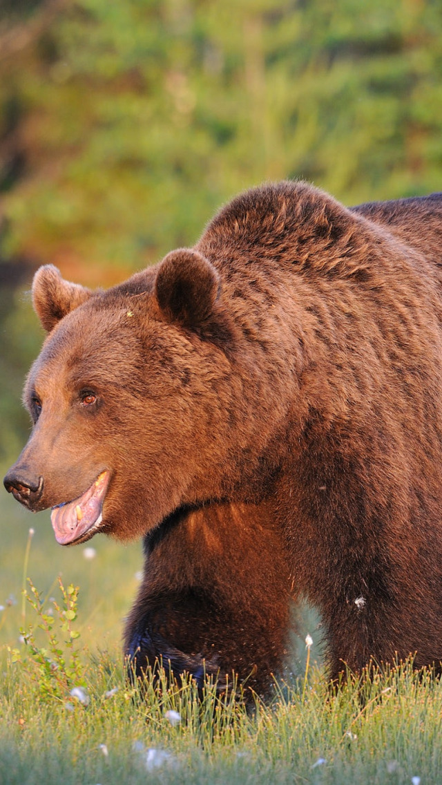Медведь силен и. Медведь хозяин леса. Красивый мощный медведь. Сильный Медвежонок.