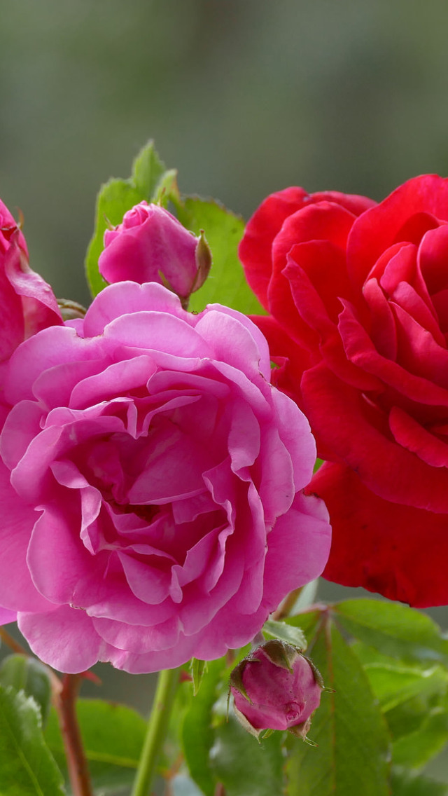Картинки на заставку розы трио. Розе трио