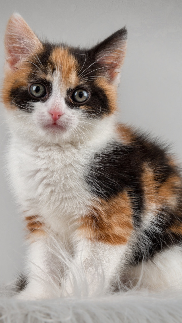 Пол трехцветного котенка. Трехшерстная Сиамская. Сиамская кошка вислоухая трехшерстная. Черепаховый Арлекин. Сиамская кошка длинношерстная трехцветная.