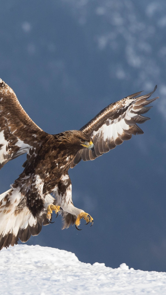 Полет беркута фото Скачать обои птицы, хищник, беркут, golden eagle, золотой орел, раздел животные 