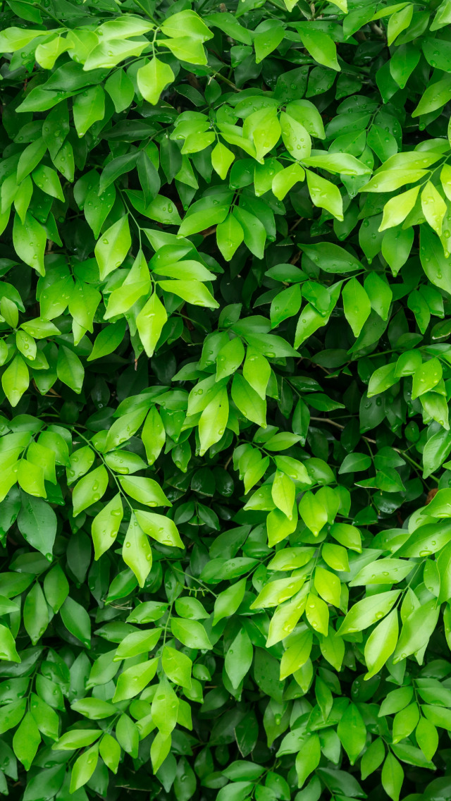 Фото листьев кустов с названиями. Кизильник. Дармира кустарник. Листья кустарников. Зеленый лист.