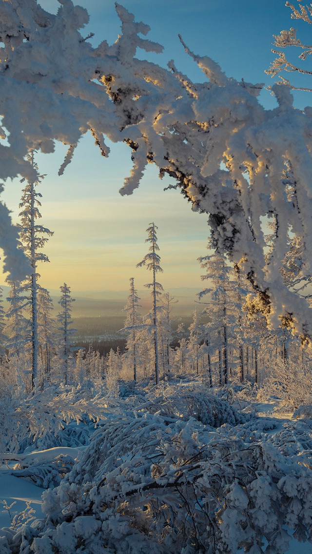 Зимний лес. Морозный лес. Якутия природа зима. Зимний пейзаж Якутии.