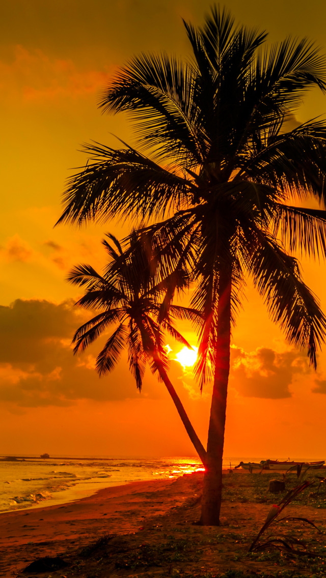 Пальмы шри ланки. Пальмы солнце. Море пальмы закат. Пальмы на закате. Море солнце пальмы.