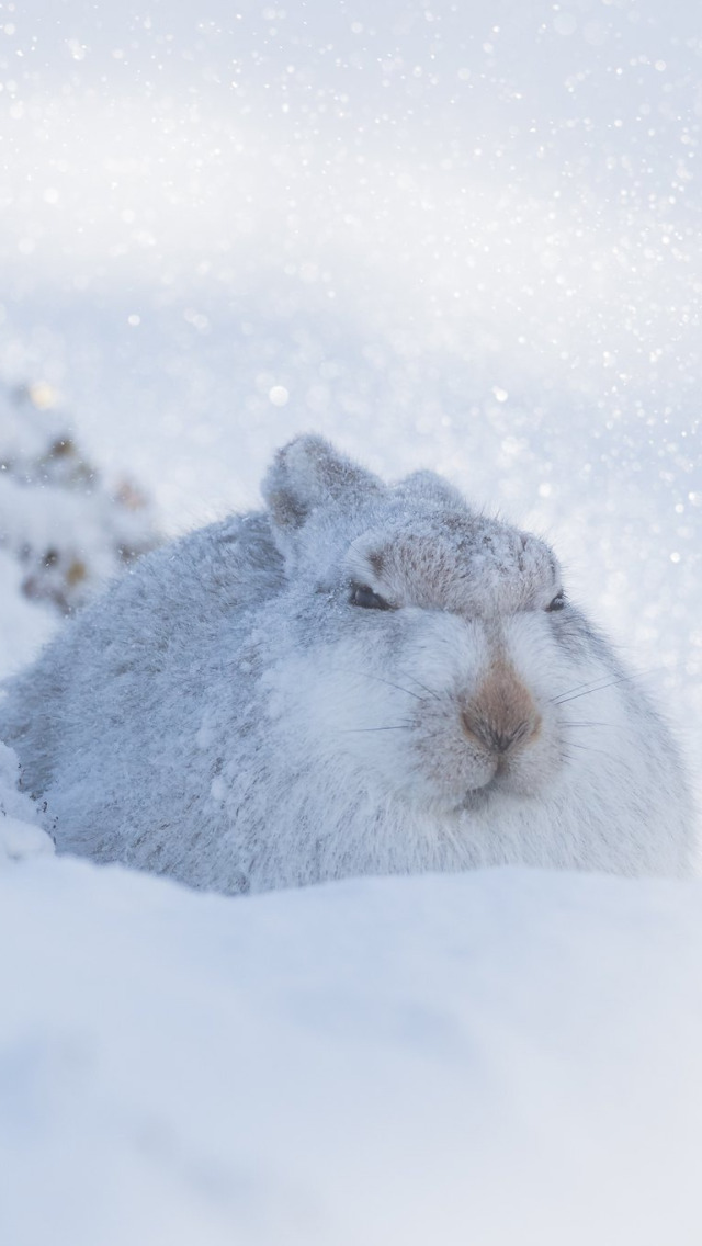 Заяц. Заяц в сугробе. Зимний заяц. Снежный заяц. Зайка снегом