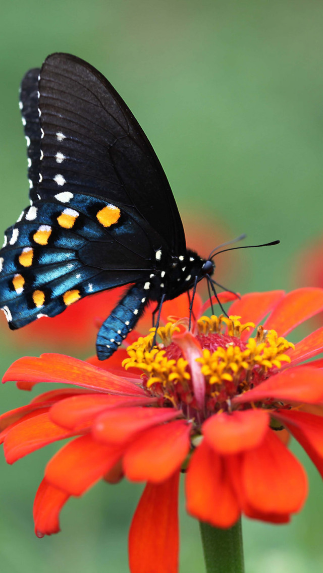 Лепесток крыло бабочки. Бабочка на цветке. Бабочка на цветке фото. Черная бабочка на цветке. Бабочка с красно черными крыльями.